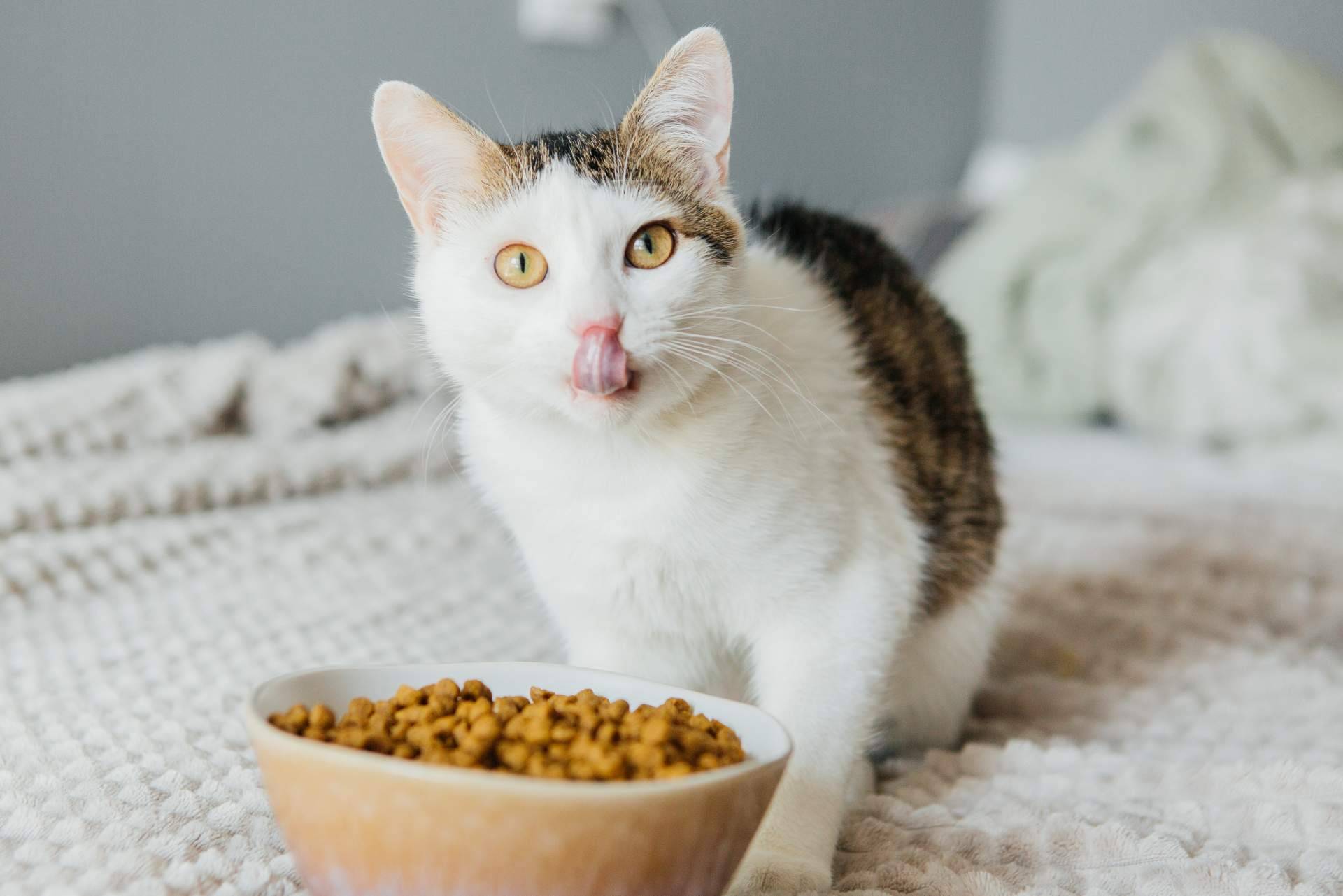 La alimentación y los snacks de origen natural para mascotas