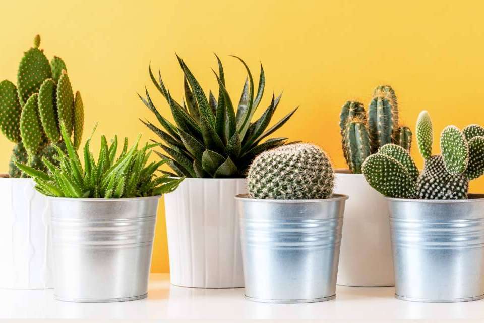 Comprar un cactus online de la mano de Cómprate Un Cactus