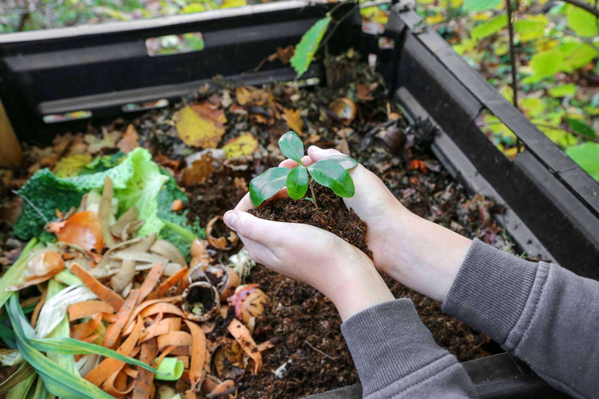 ¿Cómo ayudar al medioambiente desde el jardín de casa?