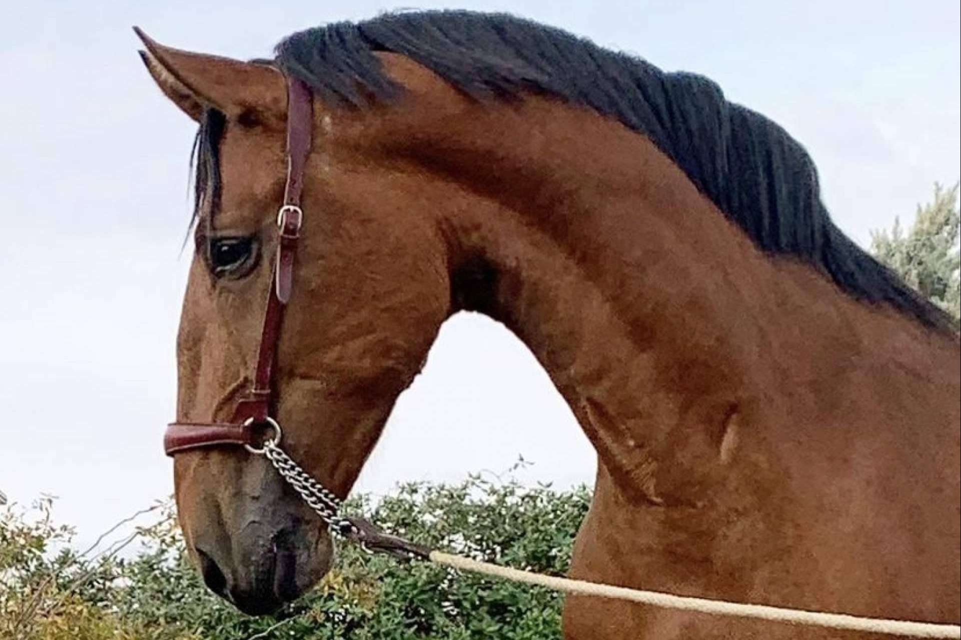 Unos animales elegantes y resistentes, los caballos PRE en venta de Yeguada La Pajarita