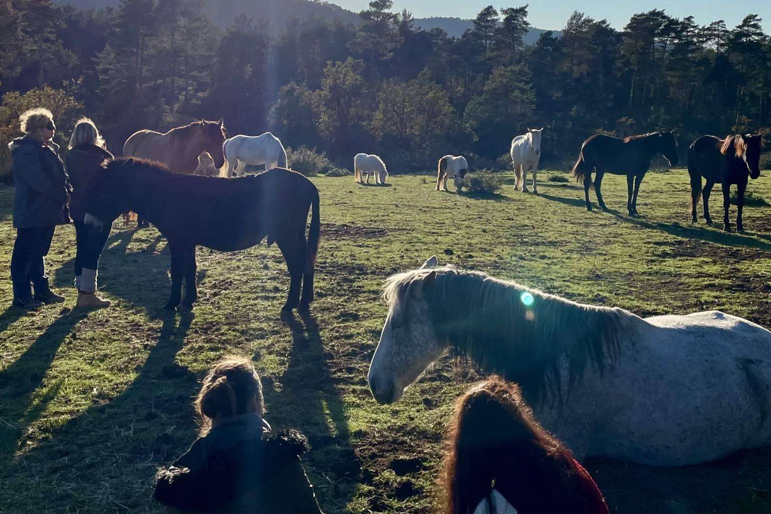 Una escuela de formación especializada en acompañamiento asistido con caballos en libertad, Aura