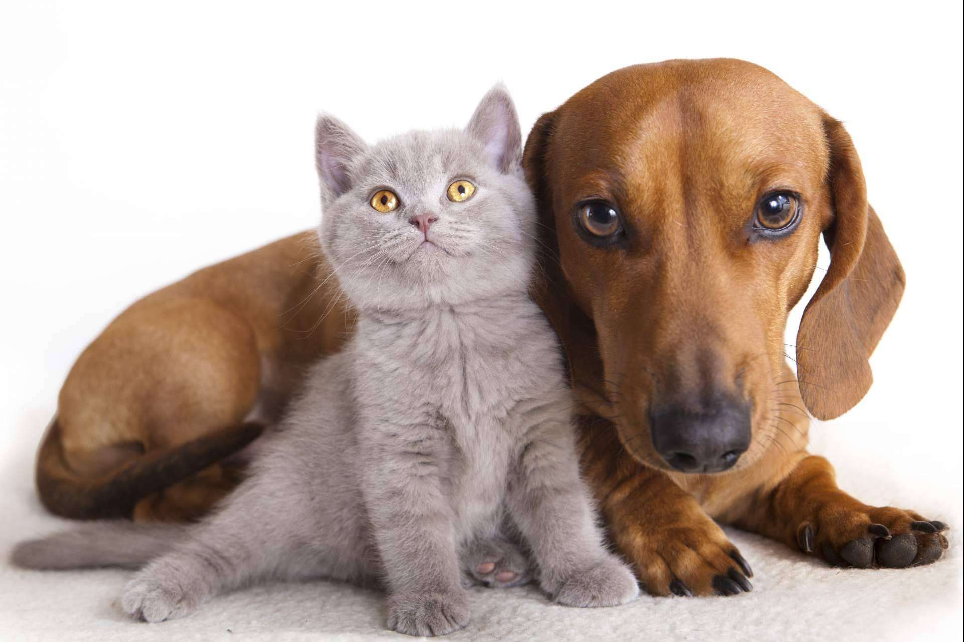 La parafarmacia de mascotas Lucas & Lola abrirá una nueva tienda física en Málaga