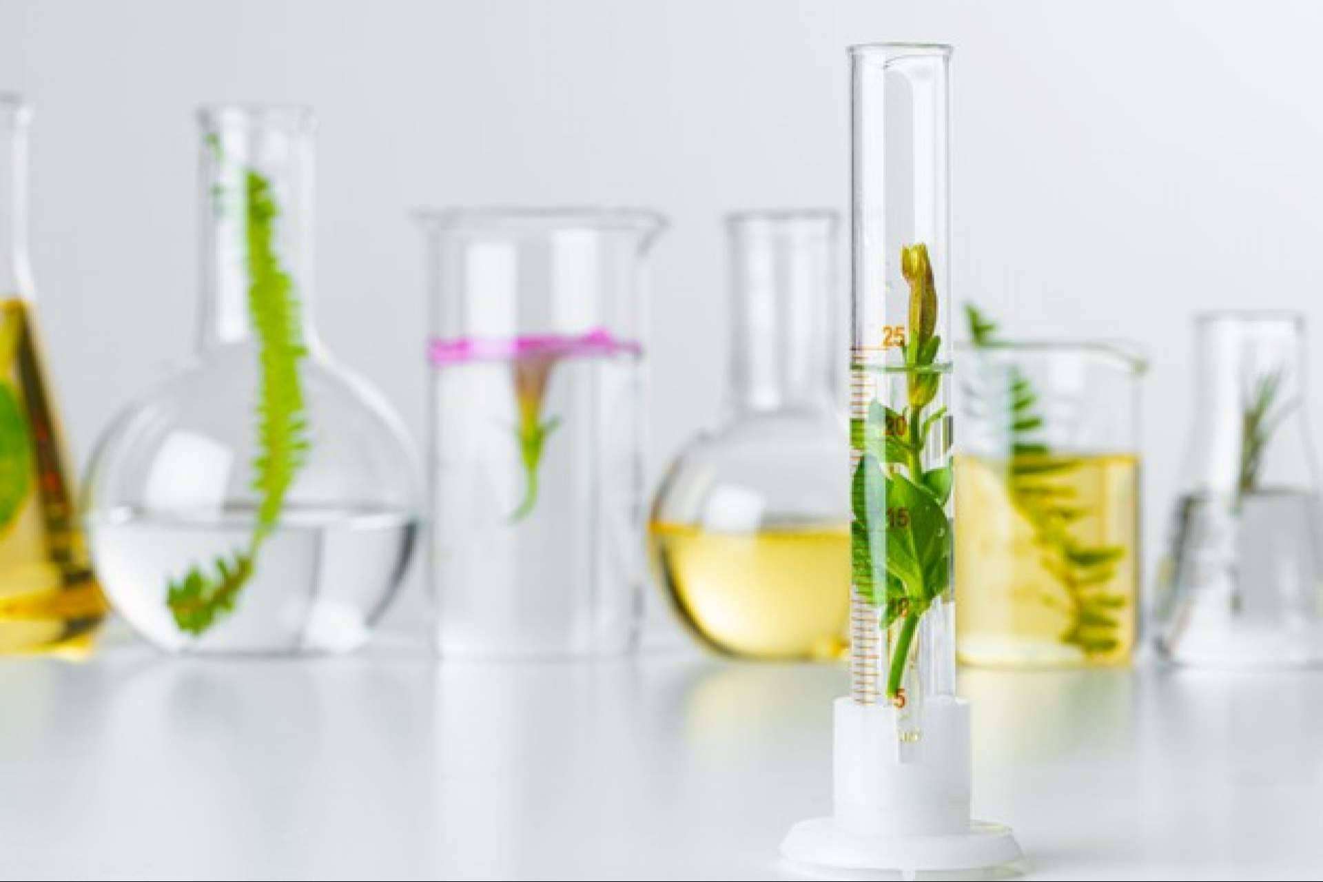 Medicamentos herbolarios de Soria Natural México