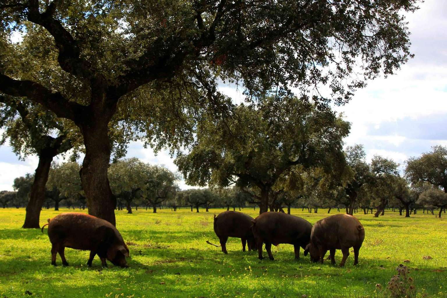 Disfrutar de un jamón de bellota de calidad, gracias a País de Quercus