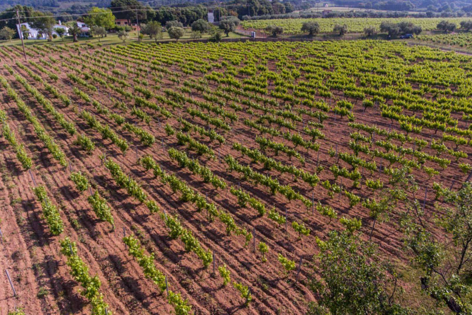 Enoturismo en Cataluña, las rutas de Viníric