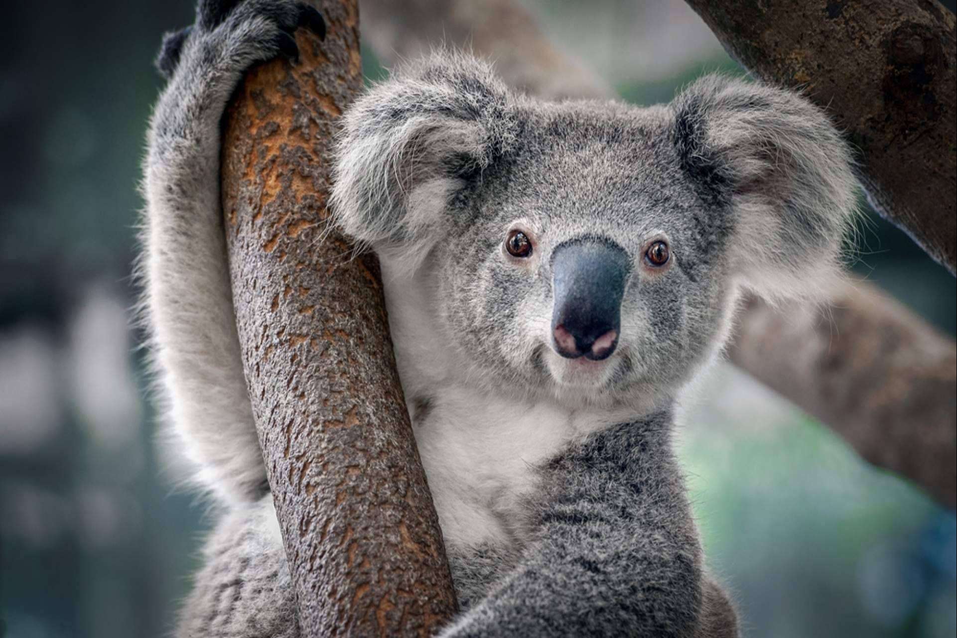 El asesoramiento de Australia Study España para becas, másteres y grados en Australia