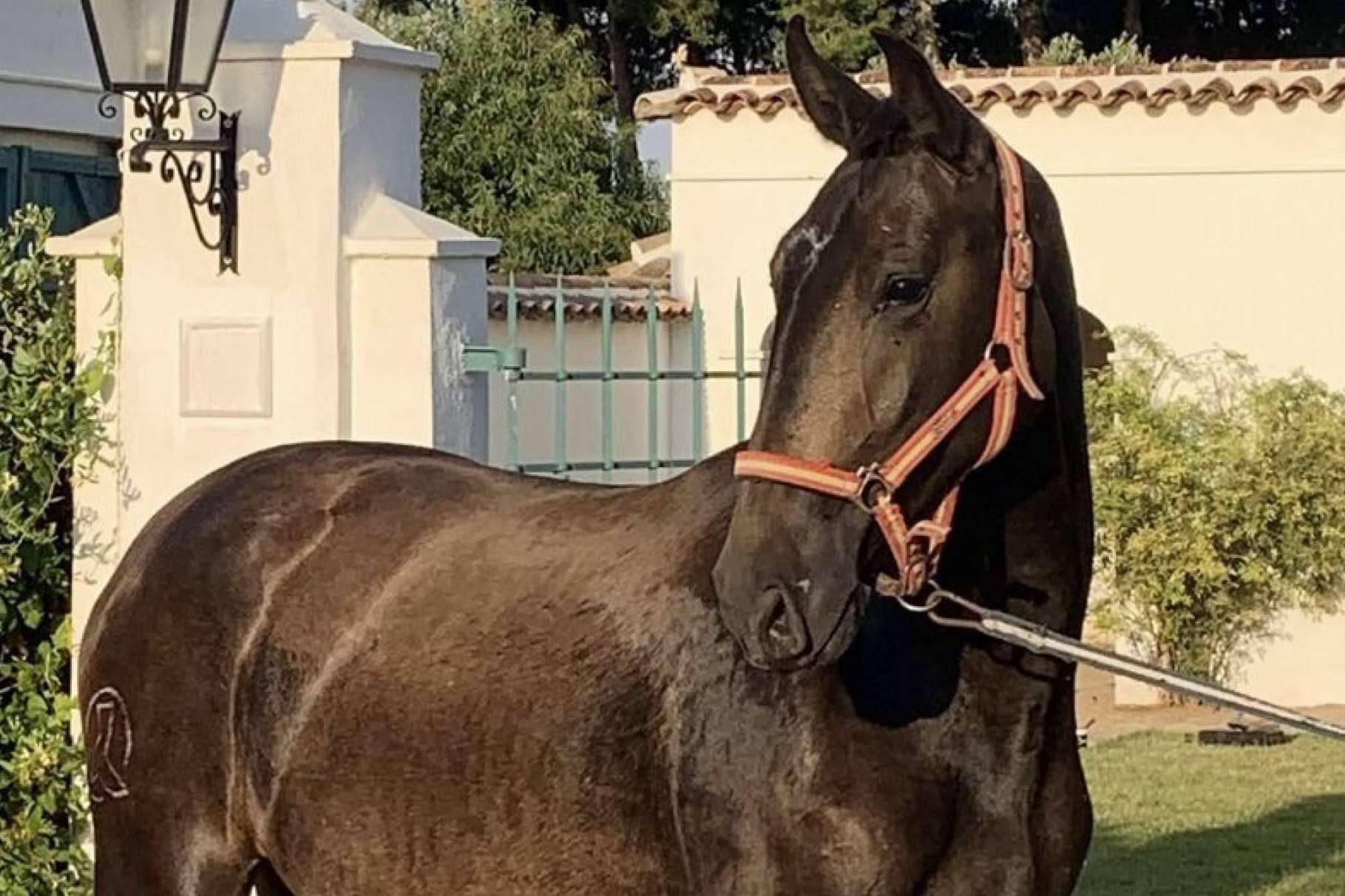 Yeguada La Pajarita pone a la venta caballos sementales de pura raza española