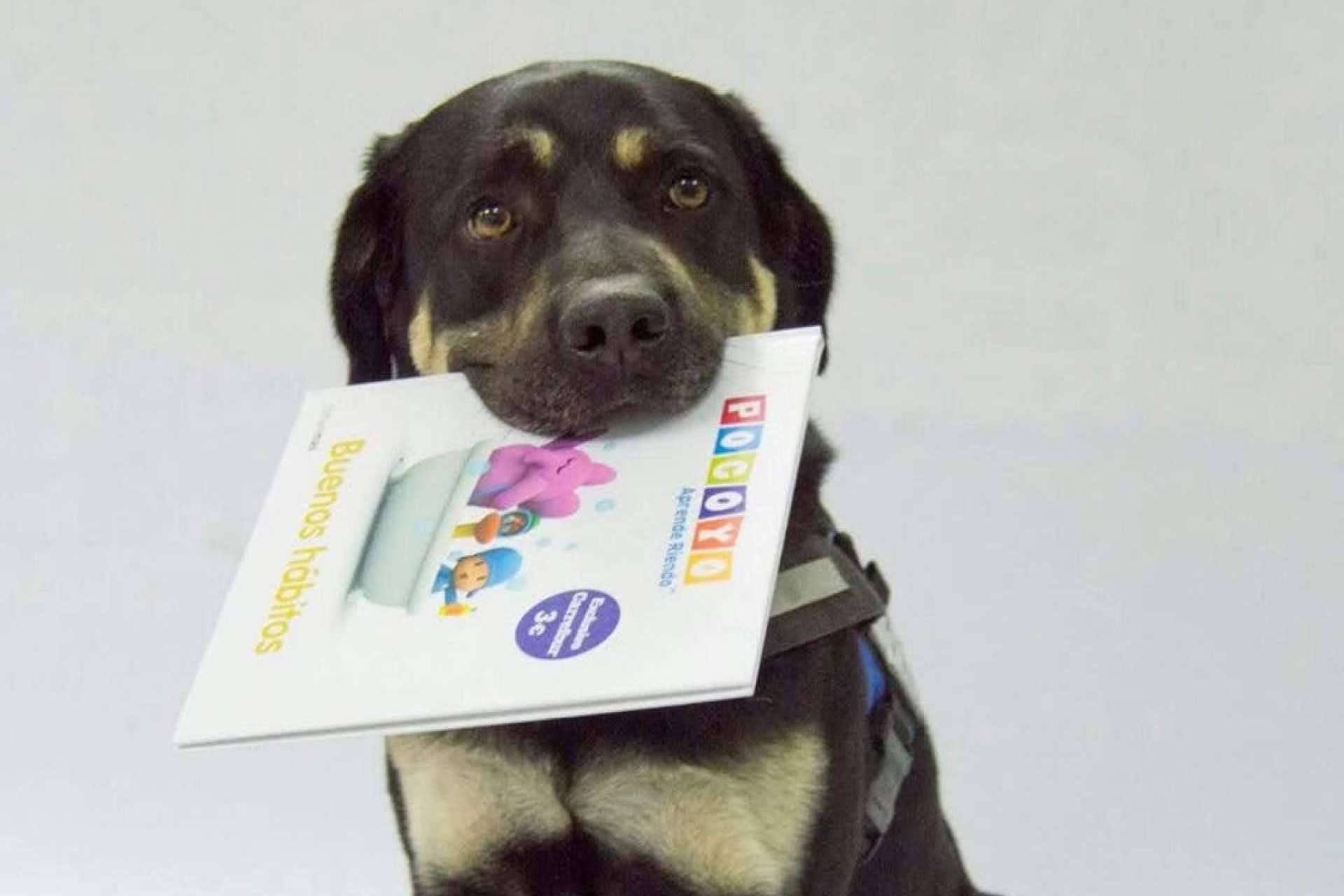 Perros de asistencia que ayudan a incentivar la lectura