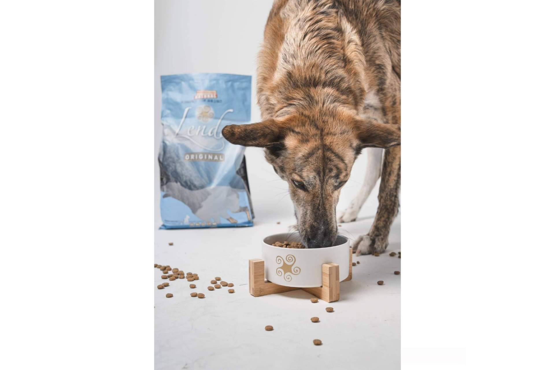 ¿Cómo puede influir la alimentación en la salud de los perros?
