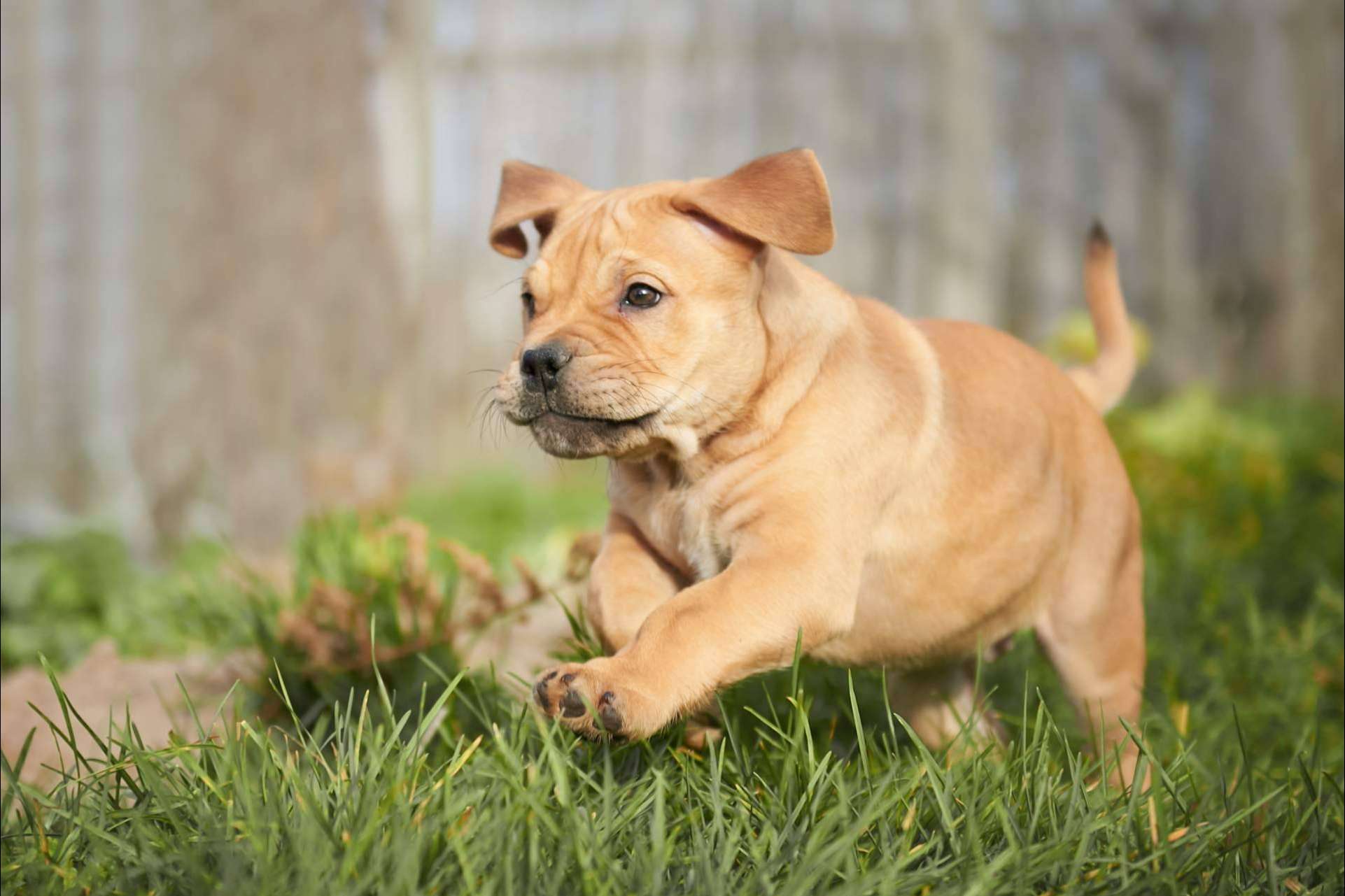 Servicio de monta para diferentes razas de cachorros nacionales, con Cachorros del Valle