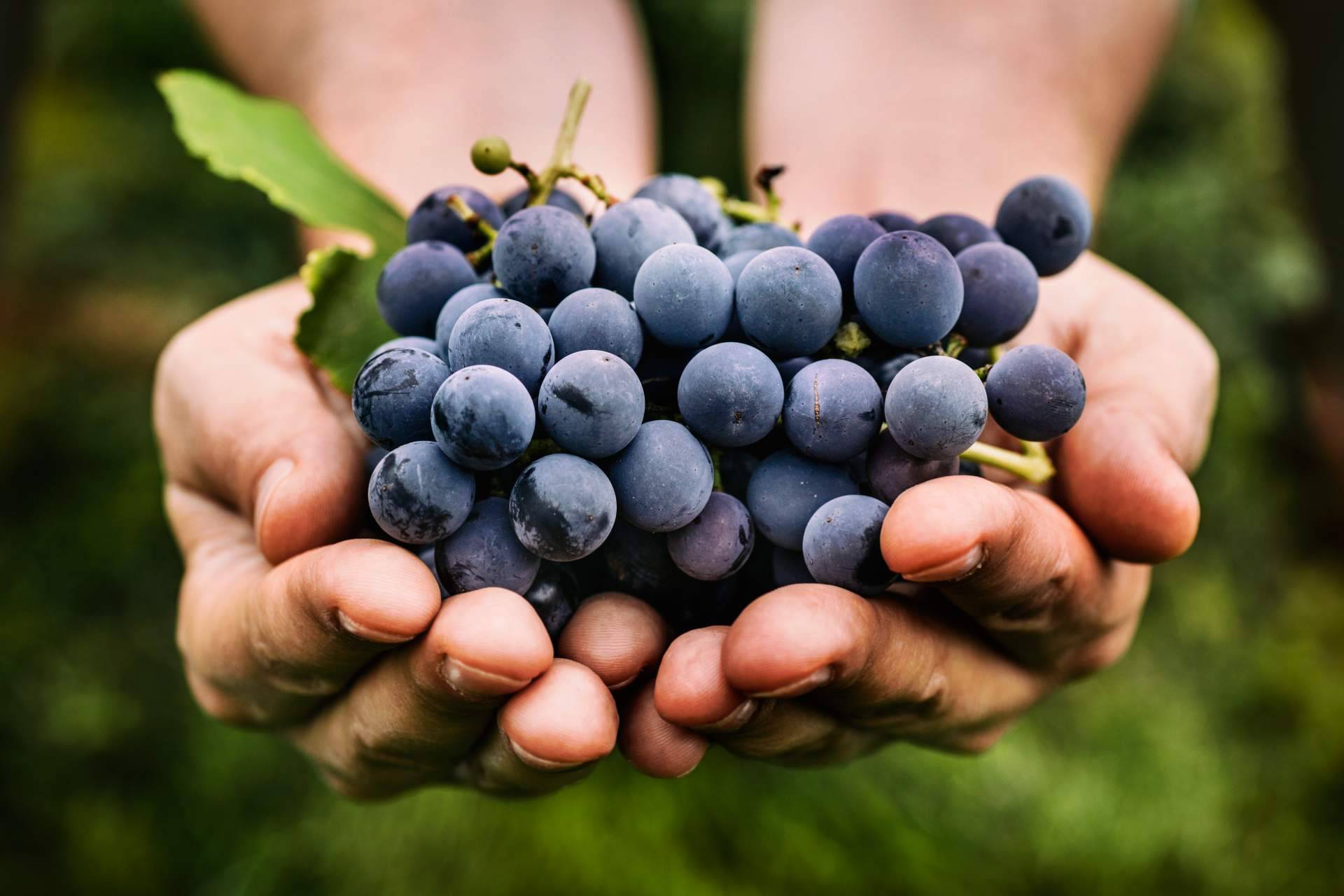 Procesos de concentrado de uva para diferentes industrias, de la mano de Baor Products