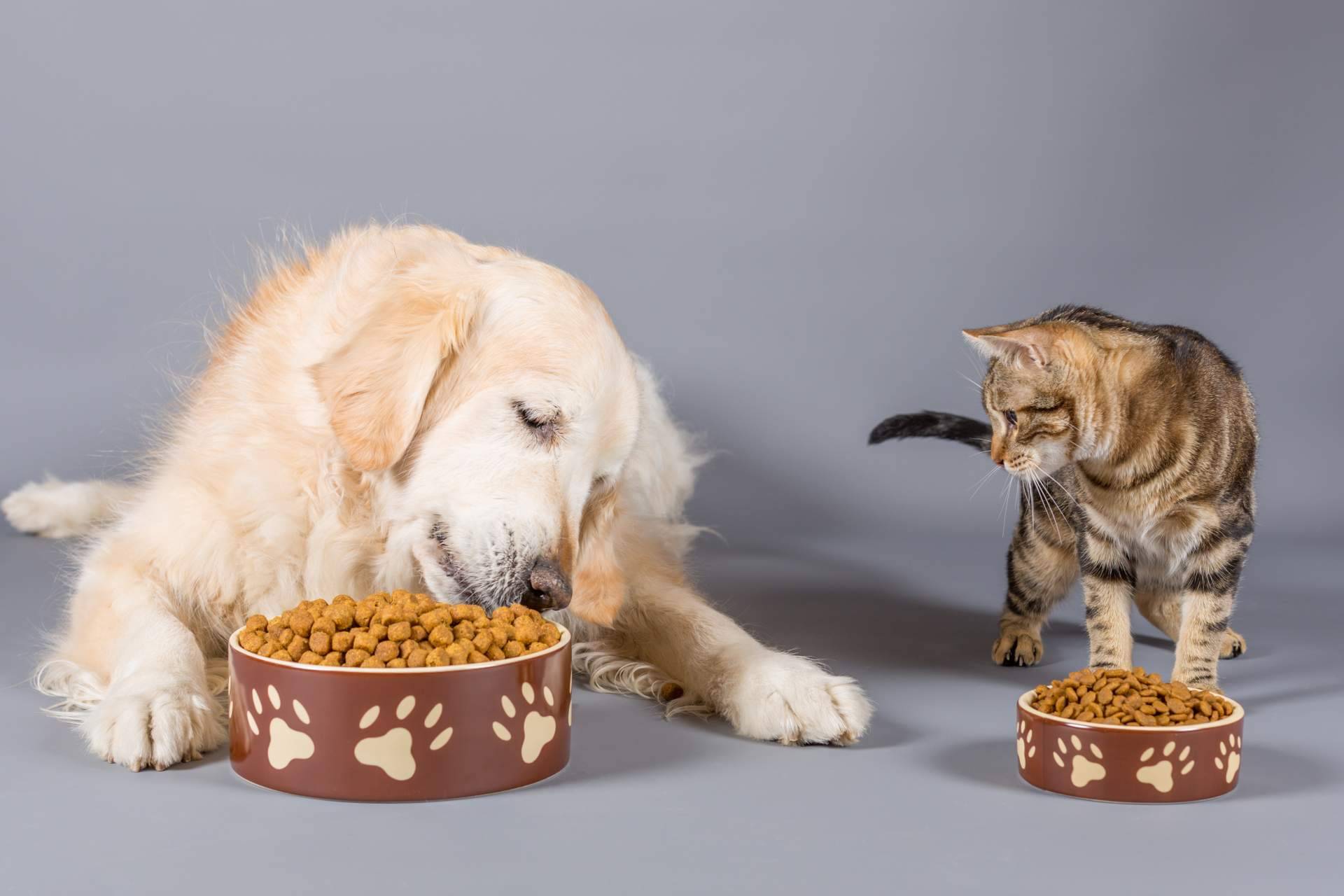 Pixi Mascotas una opción para comprar comida para mascotas
