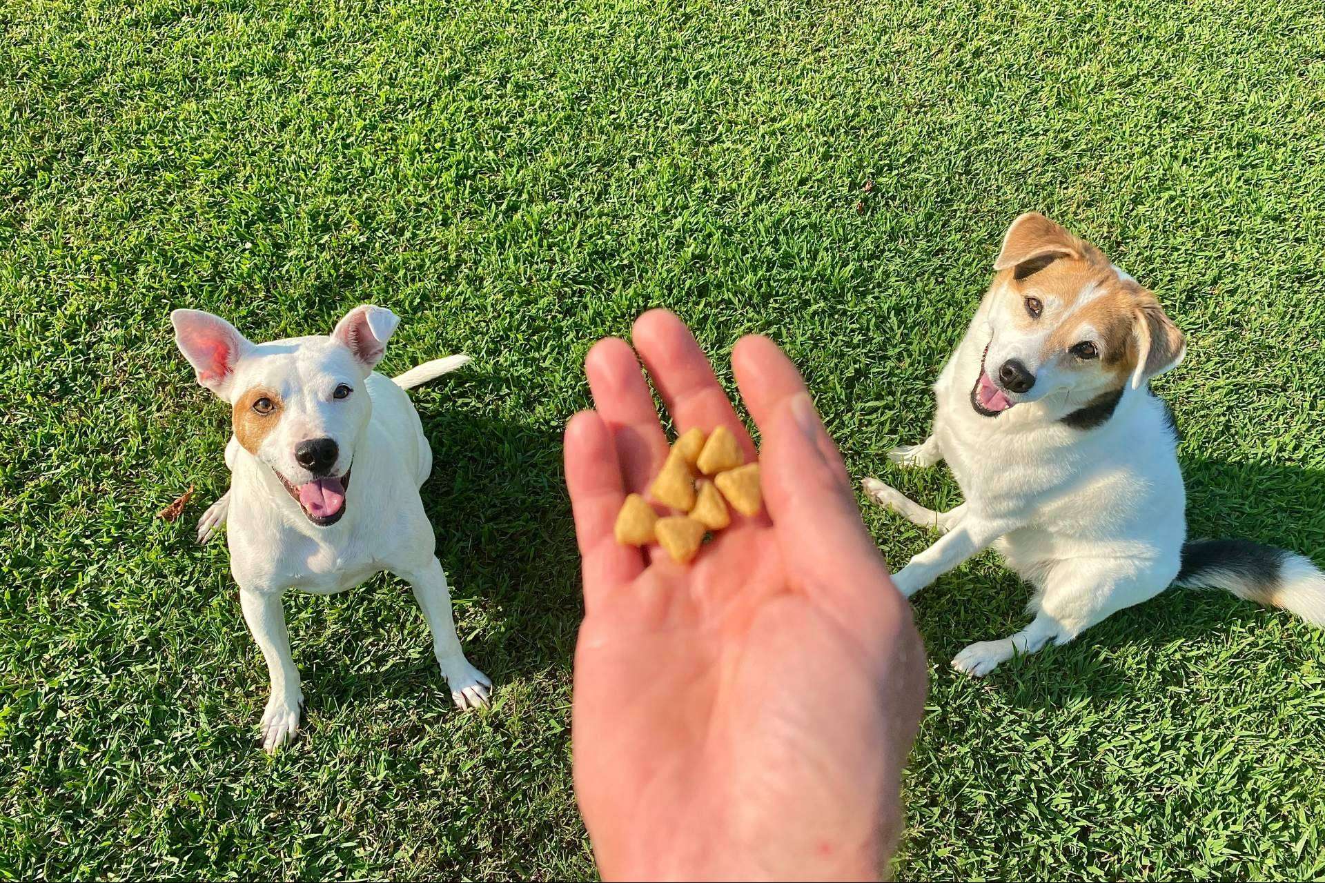 Trabajar el comportamiento de los animales de compañía con refuerzo positivo, de la mano de Antrozoología