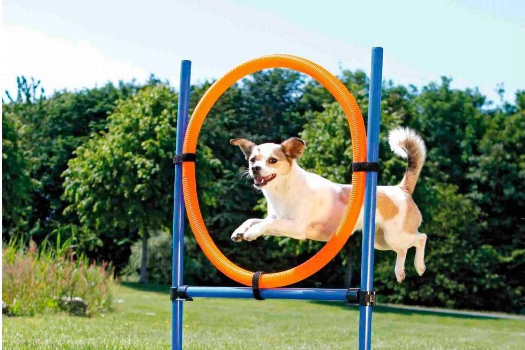 Juguetes para perros, de la mano de Lucas & Lola