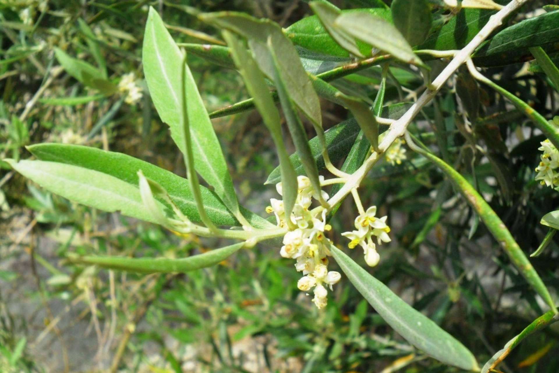 Acerca de la floración del olivo