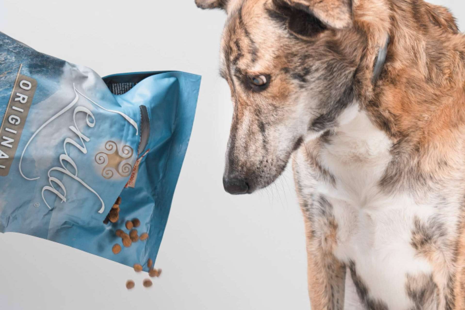 Las ventajas de elegir a Lenda para la alimentación de las mascotas