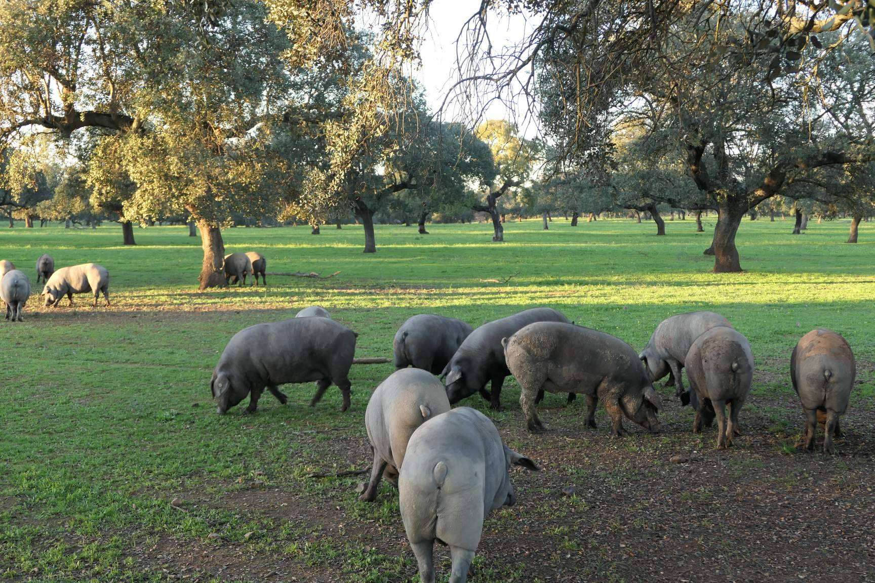 Acerca del cerdo ibérico de cebo de campo