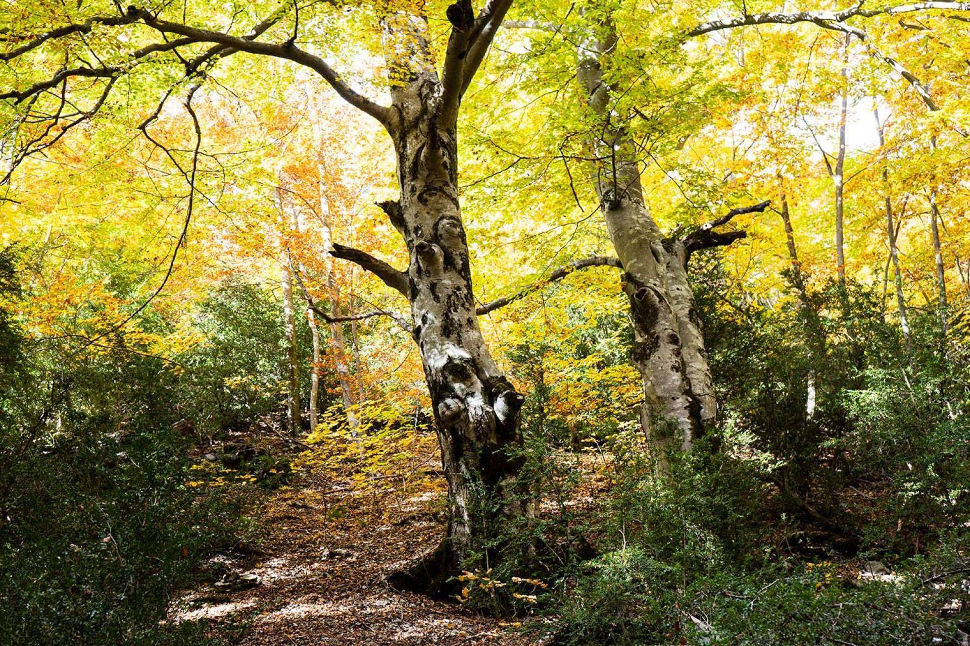 Realizar una escapada en otoño al Camping Repòs del Pedraforca