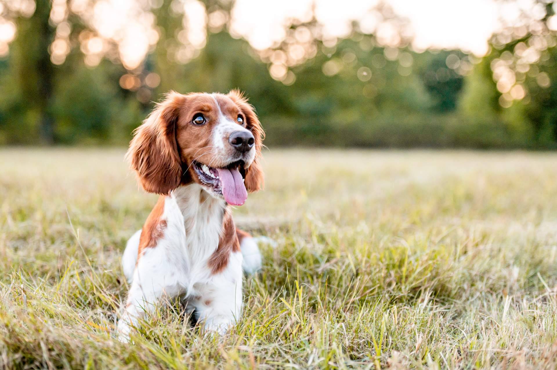 El filtro para encontrar una mascota sana y feliz, con Central del Cachorro