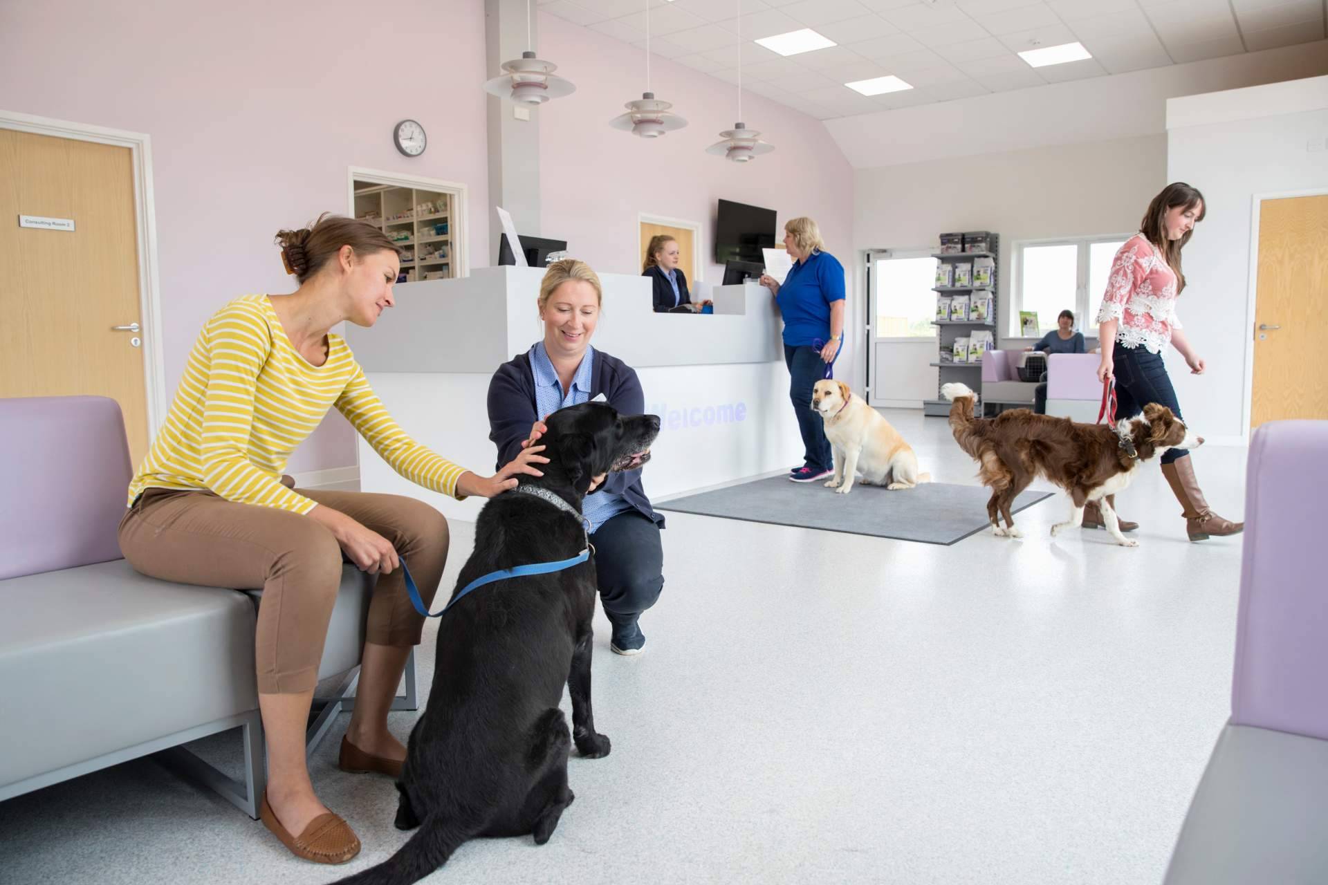 ¿Qué cubre el seguro veterinario de Barkibu?