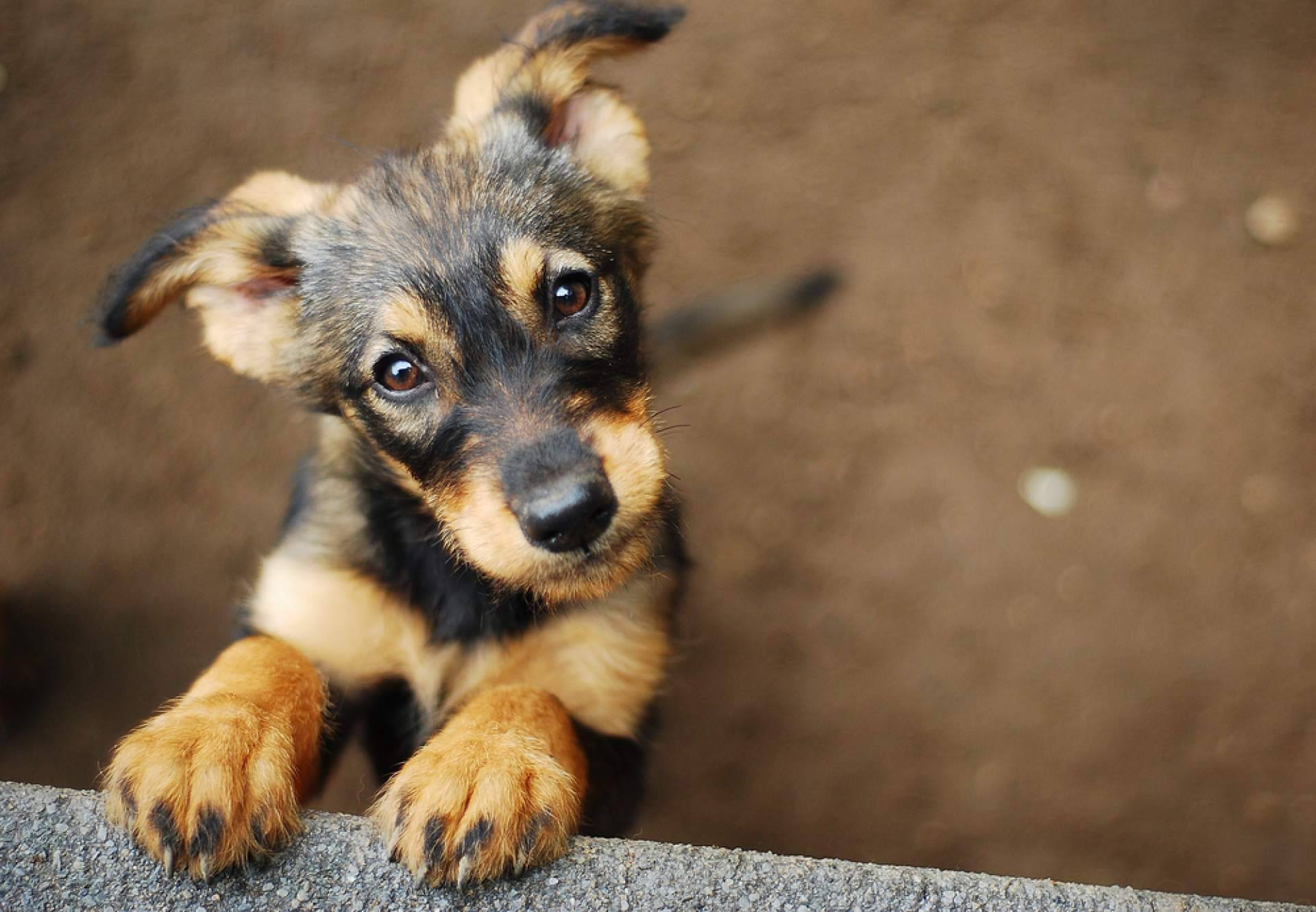 PERROBUENO, la guardería canina que pone el foco en el bienestar, la salud y la comunicación social de las mascotas
