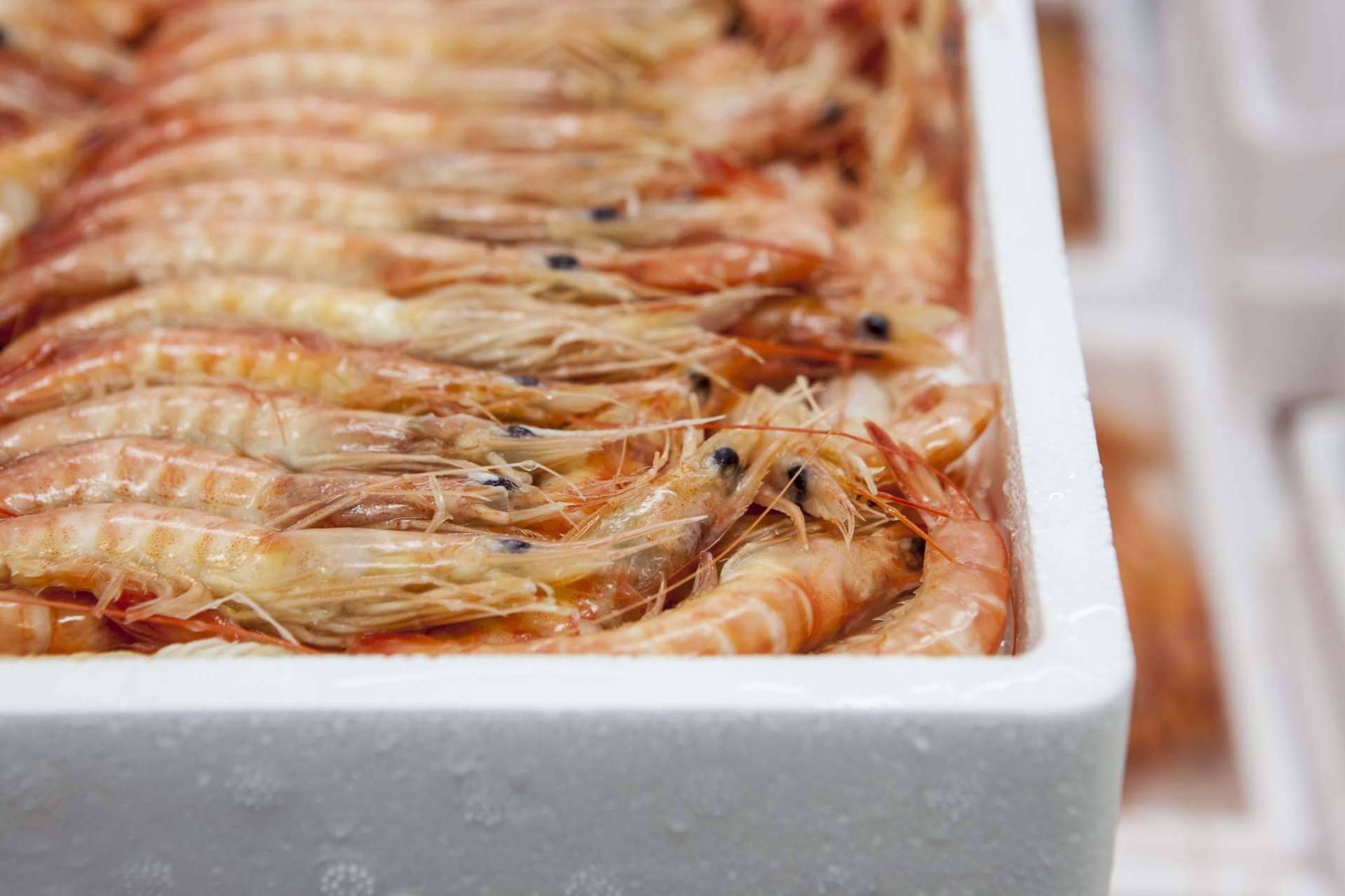 Importaciones de marisco congelado y pescado de calidad con Mariscos Apolo