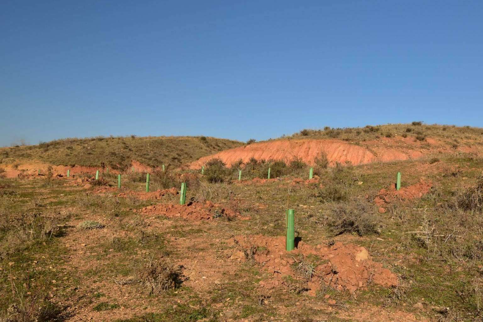 Creación de bosques sostenibles de la mano de CO2 GESTIÓN, un referente nacional
