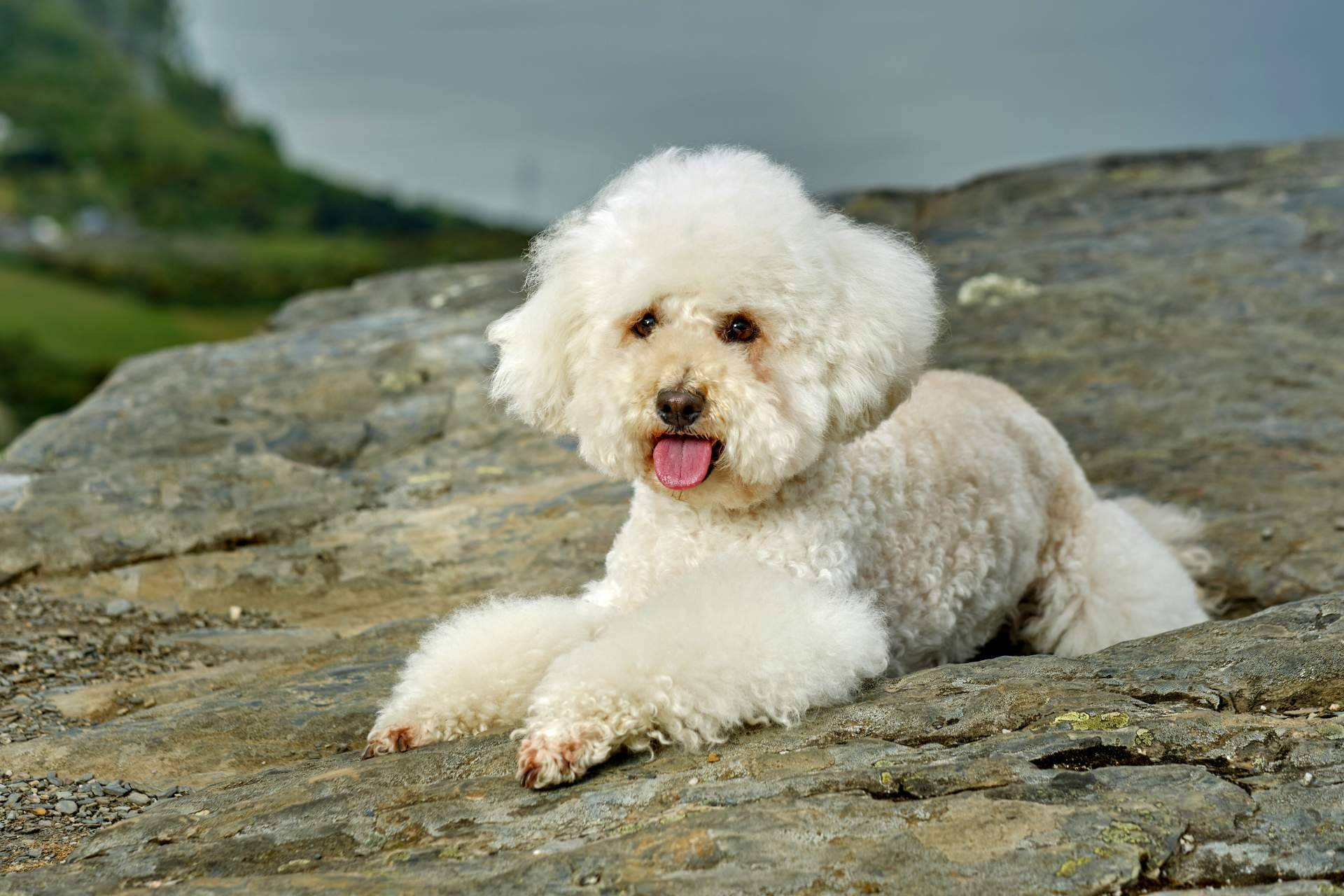 ¿Qué hay que saber acerca de los perros caniches?, de la mano de DeCaniches.com
