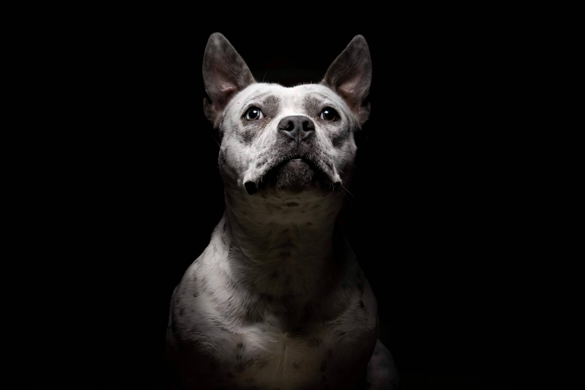 La licencia psicotécnica para la posesión de animales peligrosos en Madrid, por Centro Médico Attendit