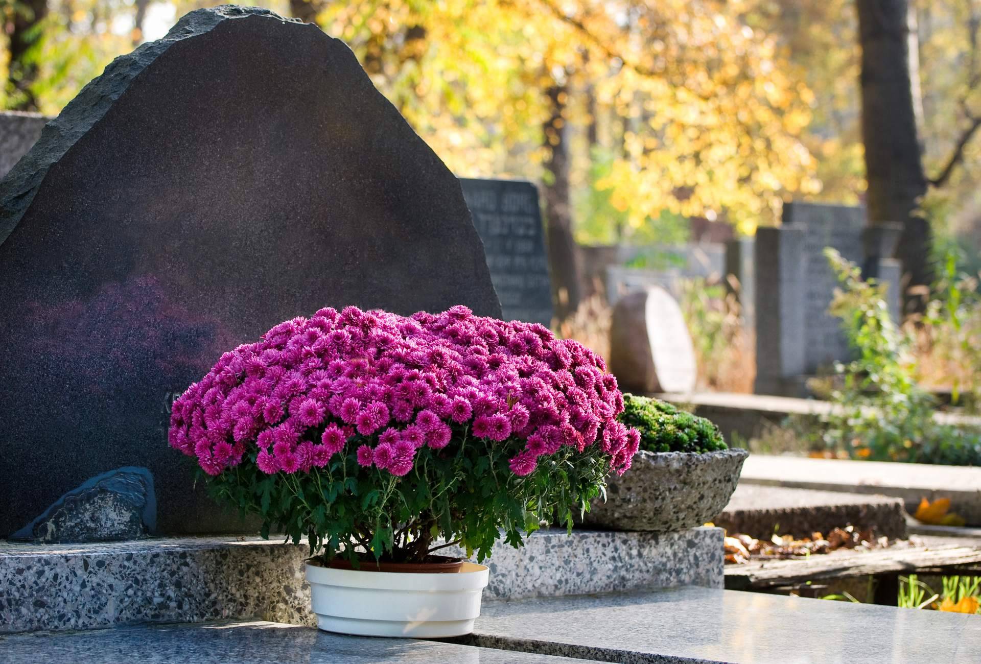 El interés por las flores para el cementerio crece en un 800 % en el Día de Todos los Santos