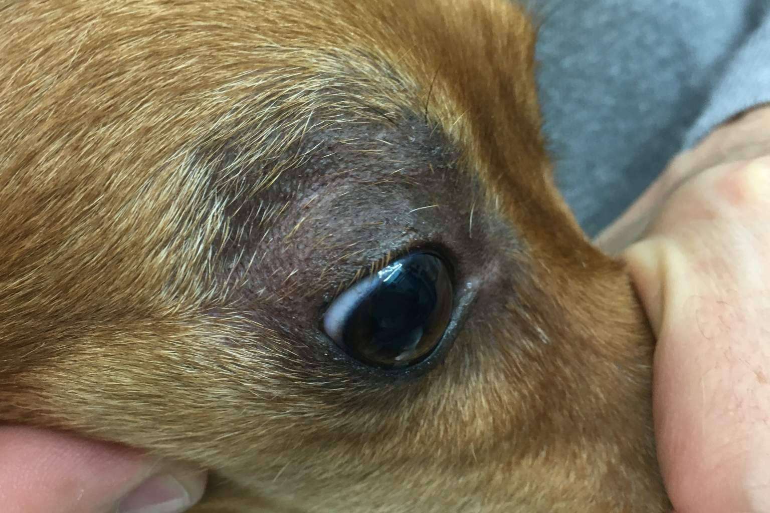 Una garantía de salud y calidad de vida, la ozonoterapia veterinaria