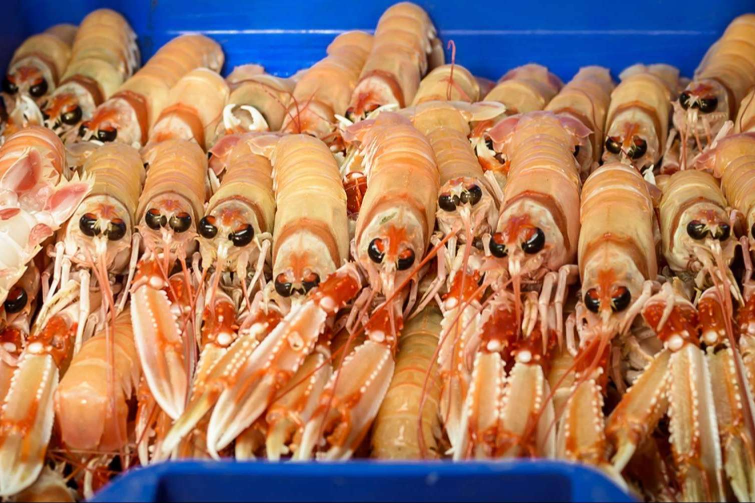 Comprar marisco para Navidad, las ventajas de comprarlo antes de las fechas claves