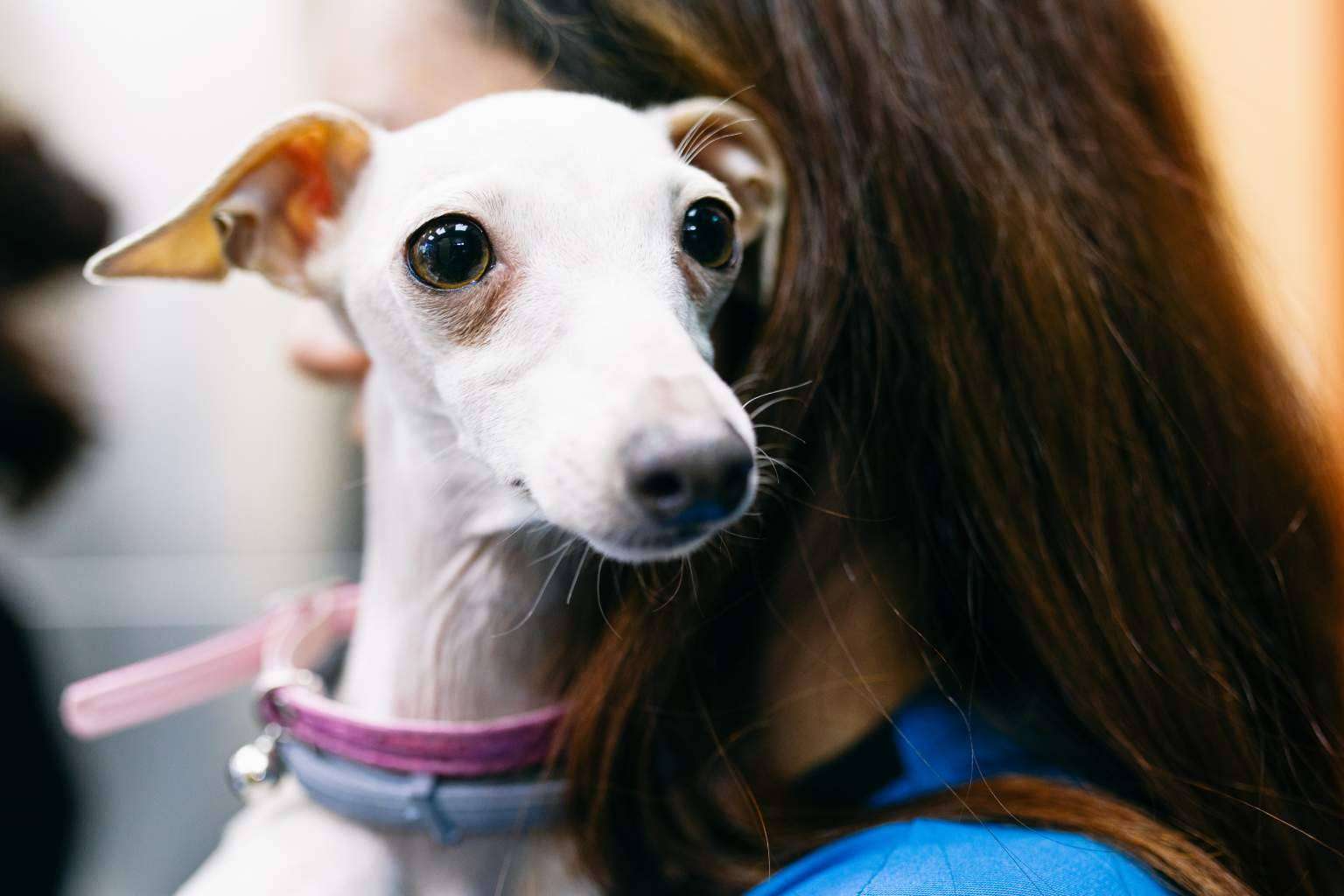 El Hospital Veterinario El Bosque proporciona innovadoras prótesis en animales