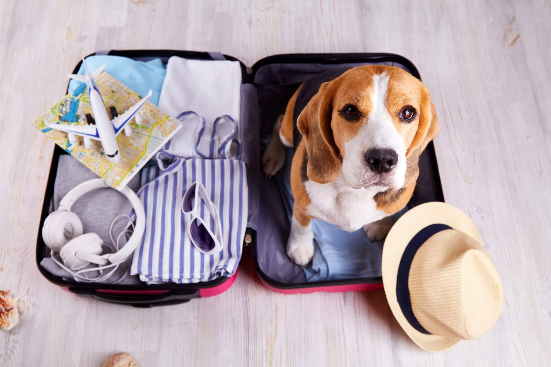 Coverontrip incide en la importancia de contar con un seguro de viaje para mascotas