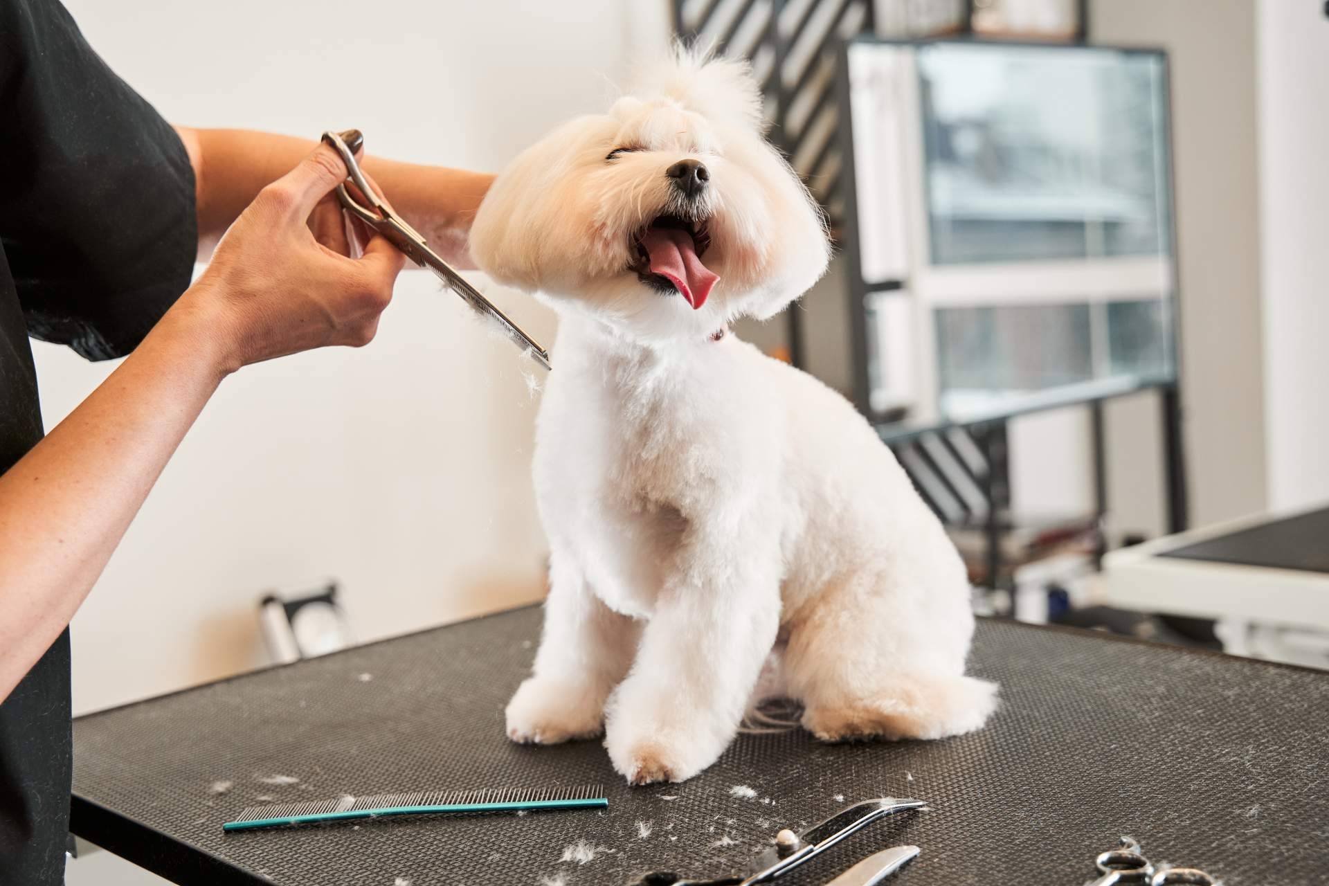 Razones por las que es fundamental llevar a la peluquería canina a los perros de pelo corto y no bañarlos en casa