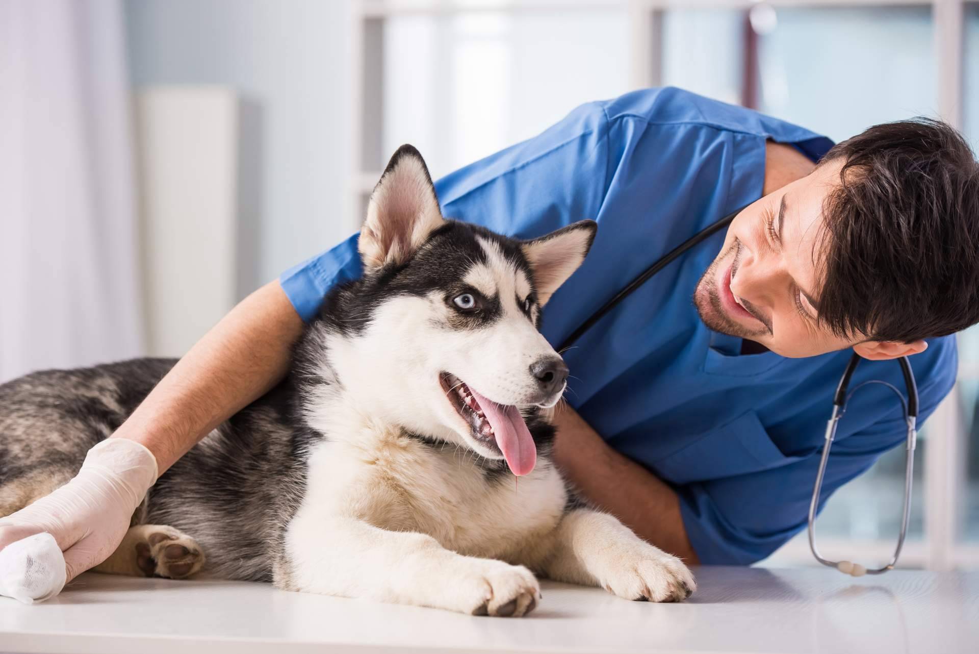 Vetformación responde si hace falta el bachillerato para ser auxiliar veterinario
