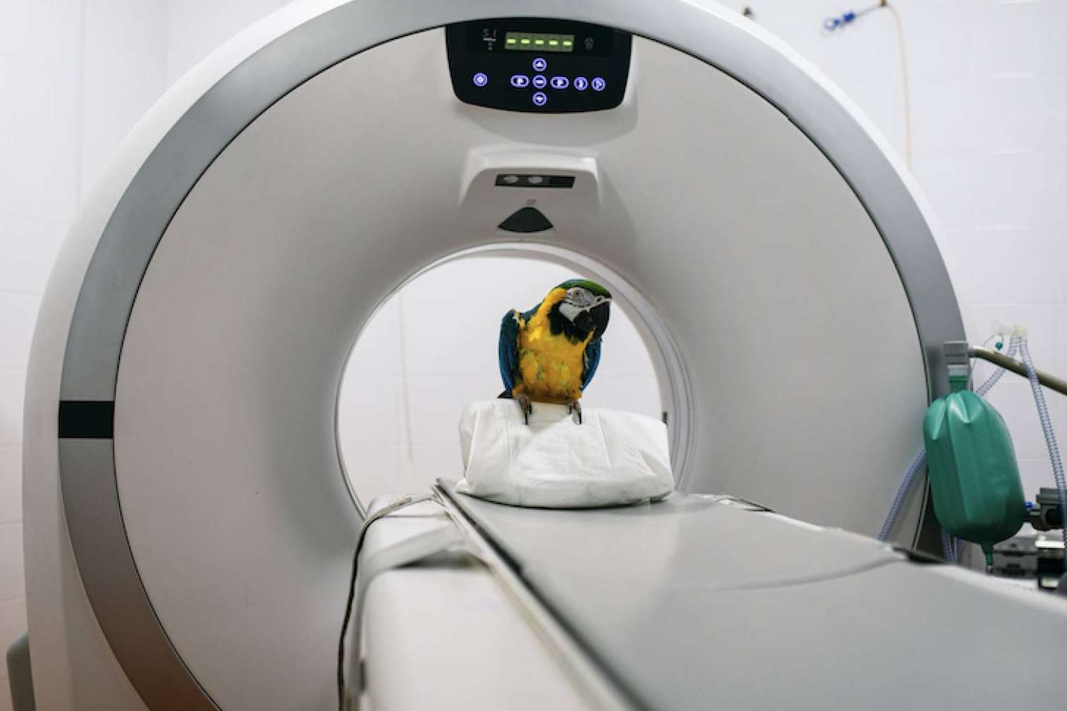 Servicios de radiodiagnóstico, disponibles en el Hospital Veterinario Privet