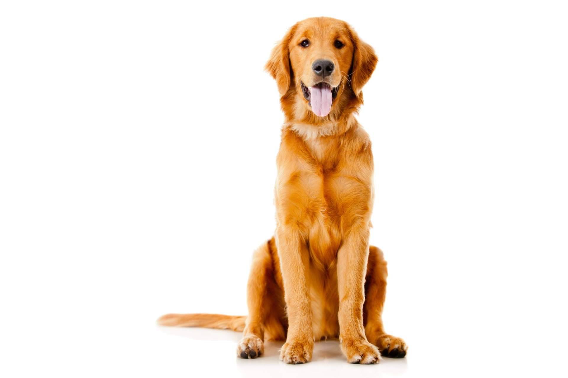 Los piensos para perros y gatos con harina de insectos son respetuosos con el medioambiente