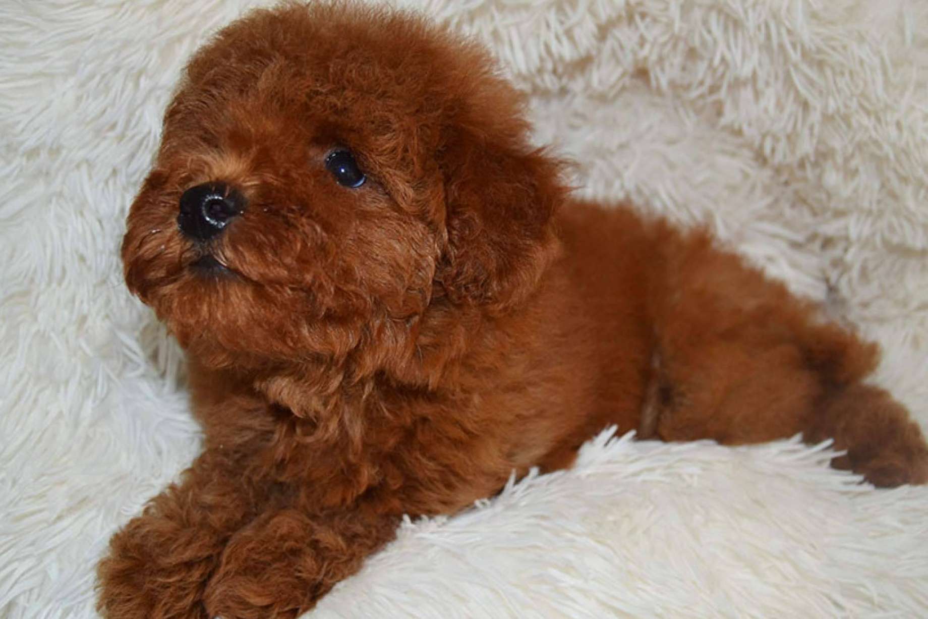 Salud, higiene y peluquería de los cachorros caniche toy, por el equipo de Gallumar