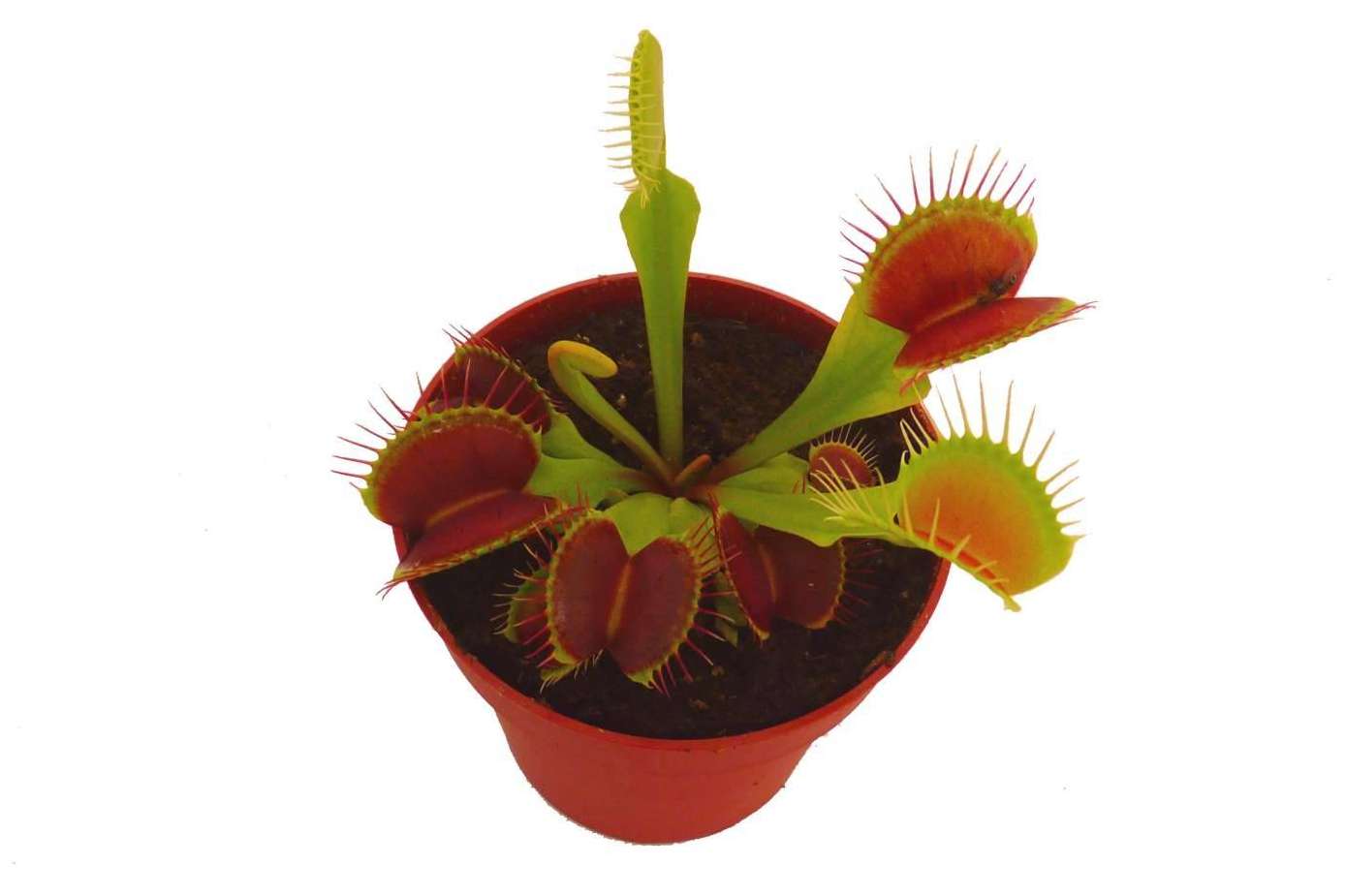 Hacer un regalo diferente con un pack de plantas carnívoras
