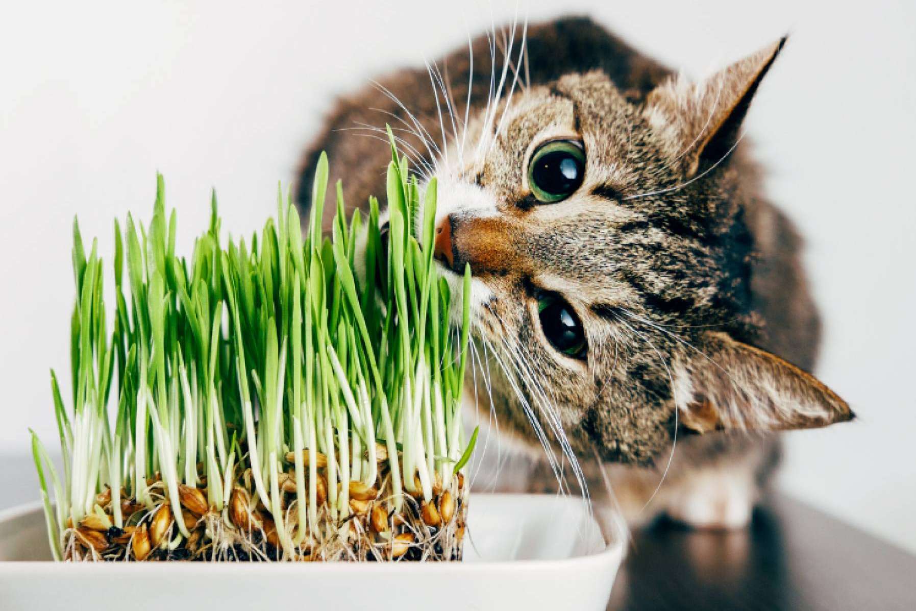 Plantas tóxicas para gatos (incluso en Navidad) ¿Cuáles son y qué hacer?