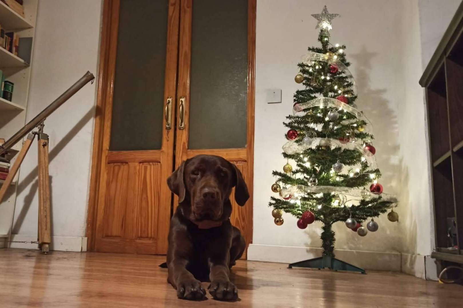 La importancia del bienestar animal durante las navidades, de la mano de Asociación Española de Perros de Apoyo