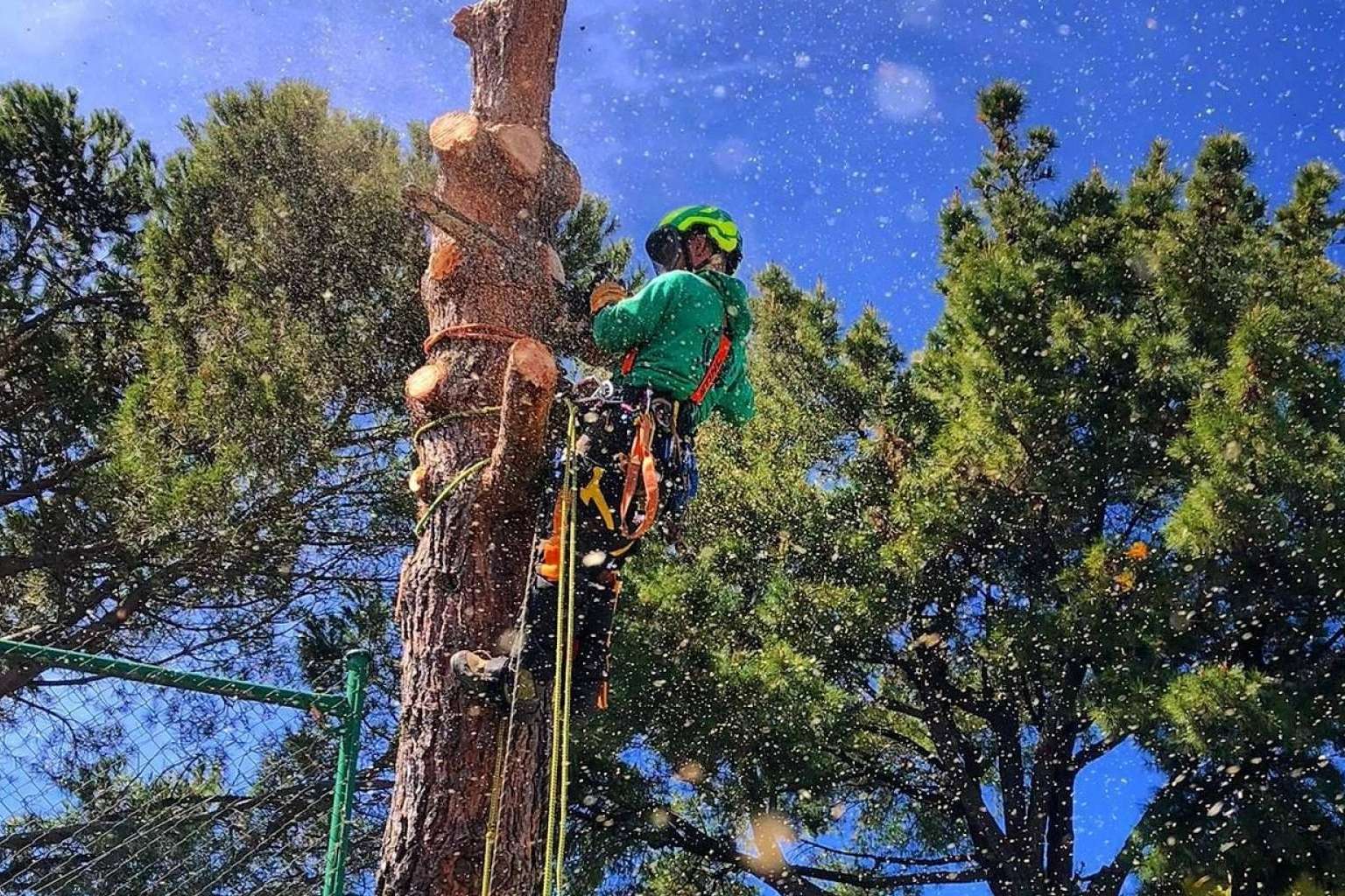 Talas de Árboles ofrece todo el cuidado de un árbol, desde que nace hasta que muere, con su servicio completo de poda y tala
