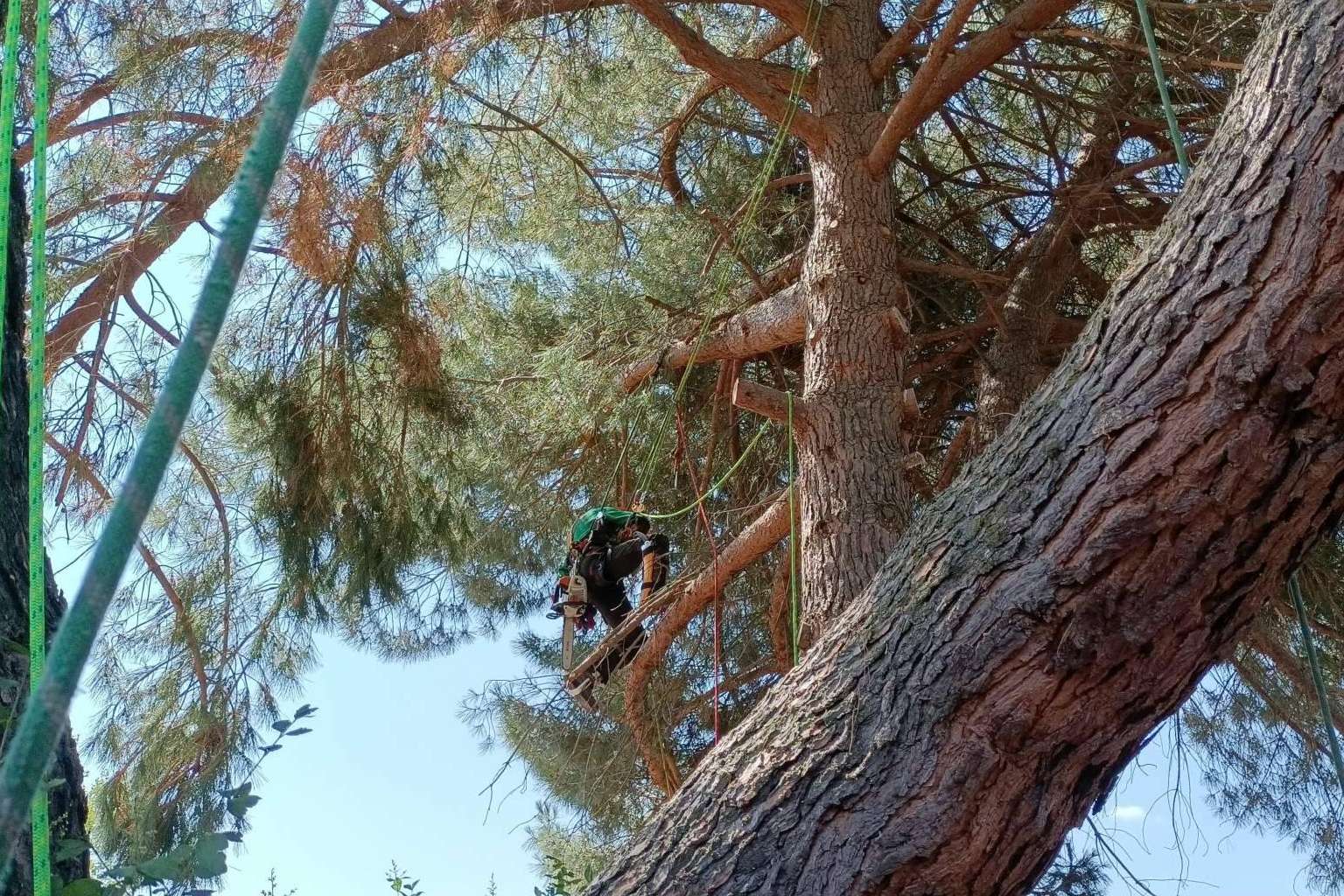 Un servicio profesional de poda de árboles de la mano de Talas de Árboles, empresa ubicada en Madrid