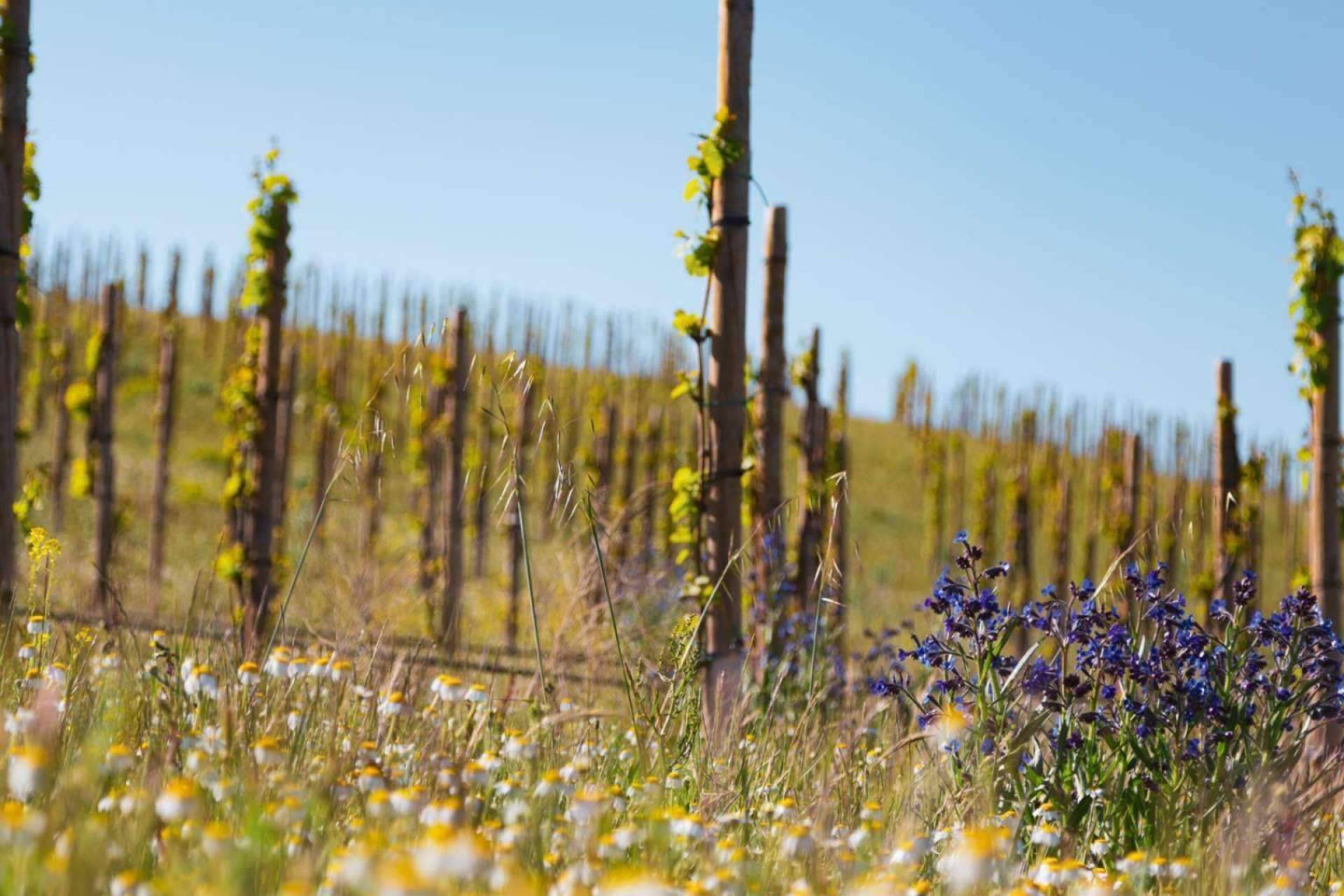 Lagar de Moha es el primer viñedo biodinamico de la DO Rueda
