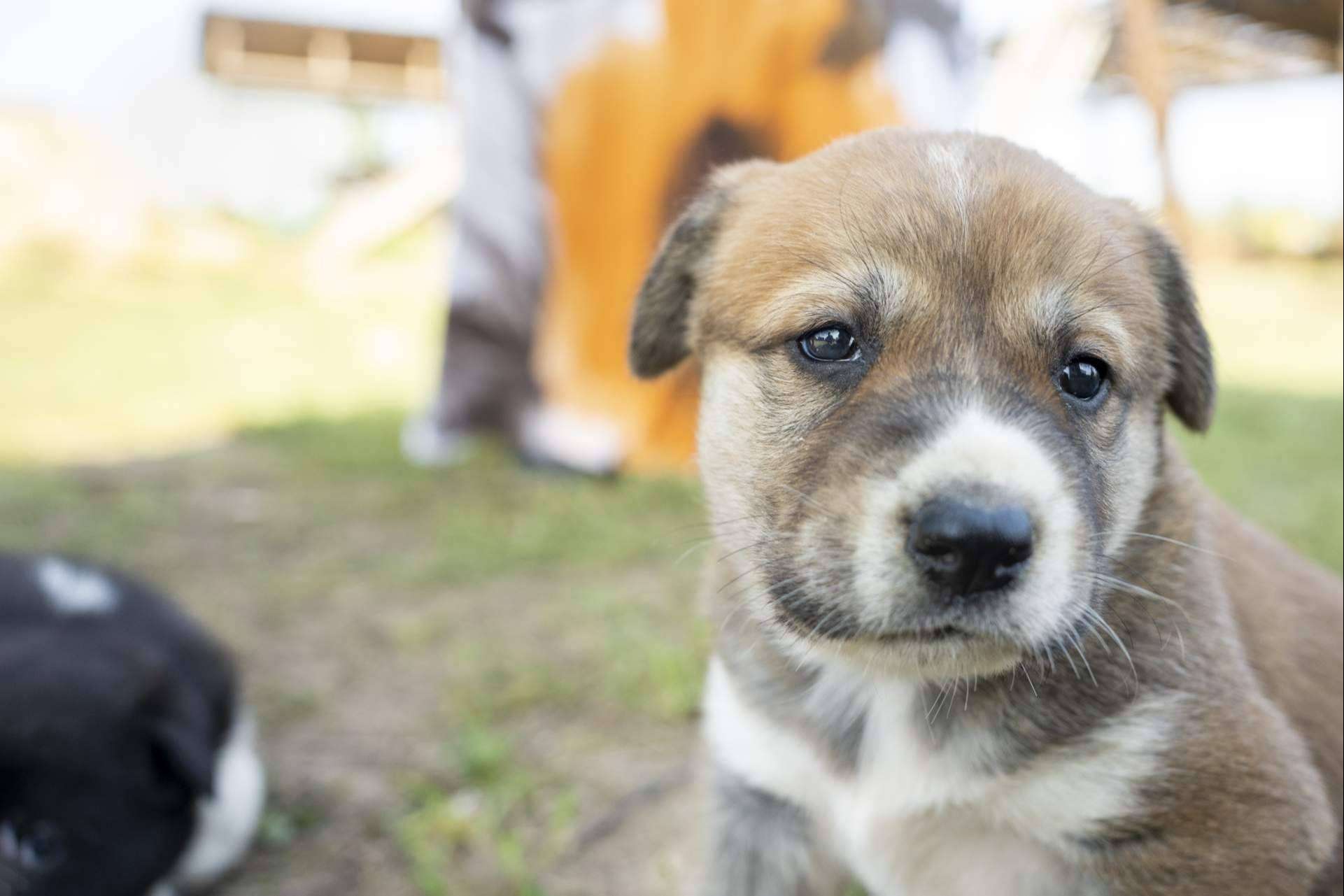 Aboganimal comenta de qué manera convertirse en un referente de la protección animal