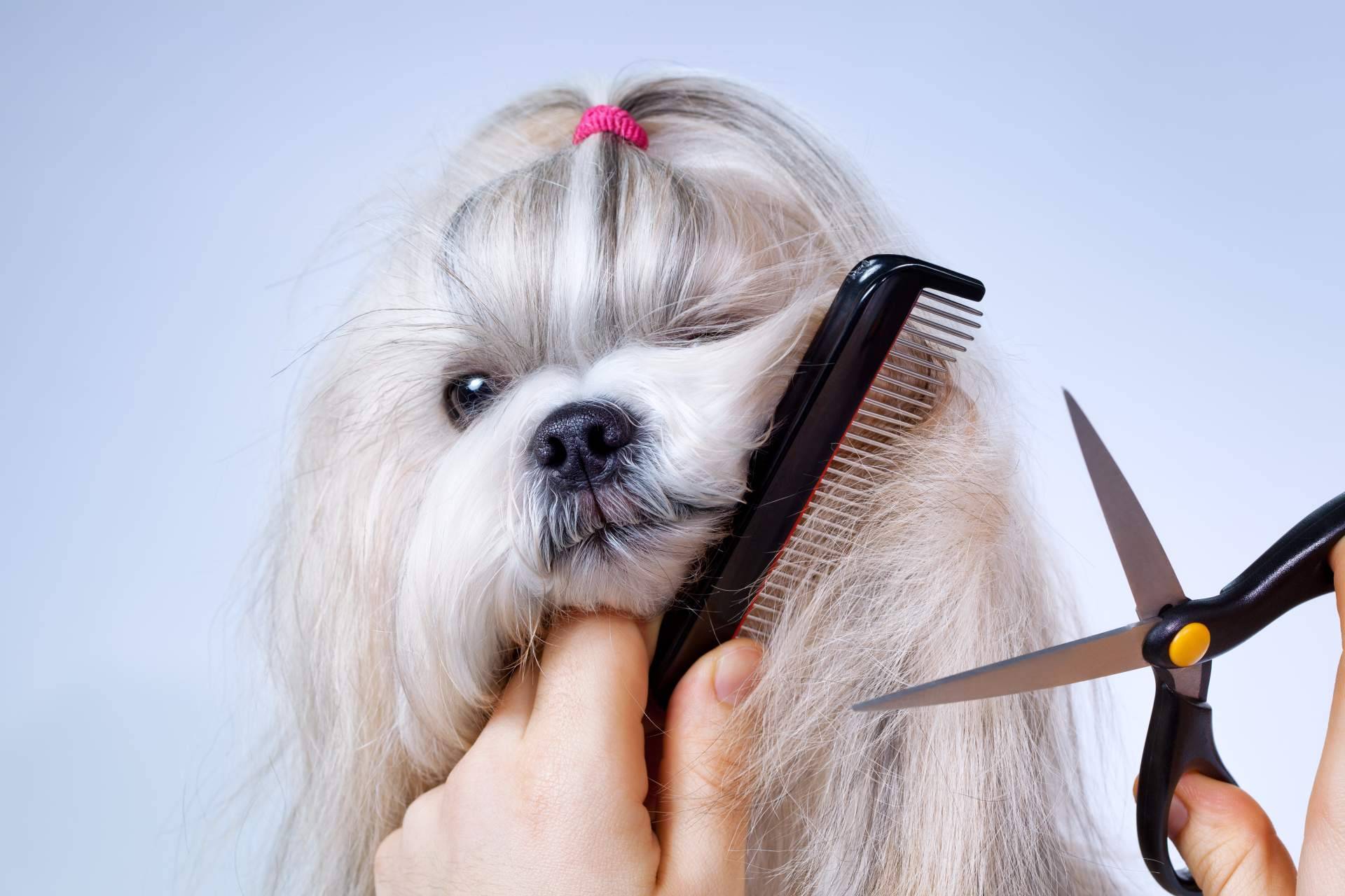 ¿Qué errores cometen los dueños en el cuidado de sus perros?, con Pelitos Peluquería Canina