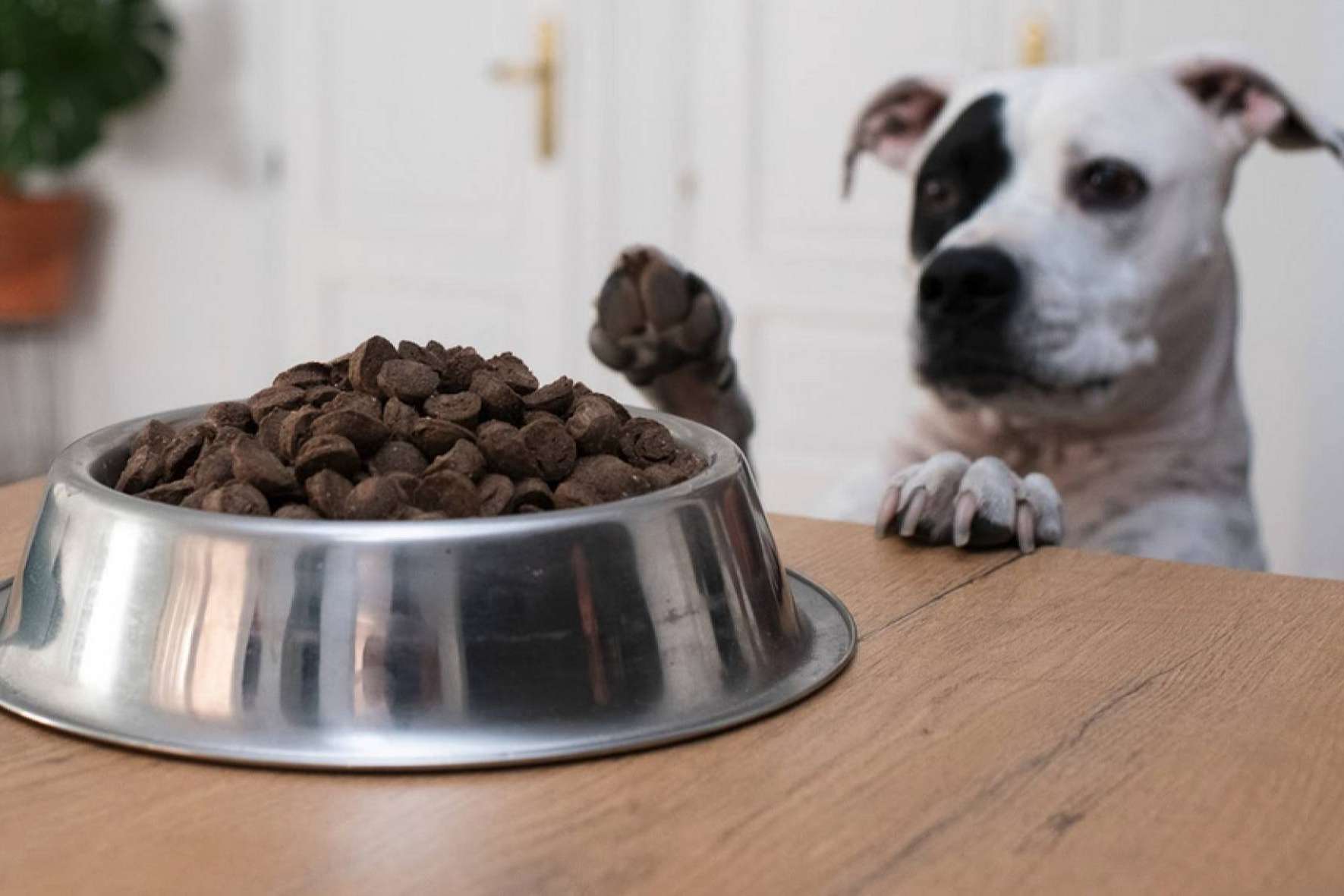 El nuevo pienso hipoalergénico para evitar problemas de salud en perros y gatos de Ginqo