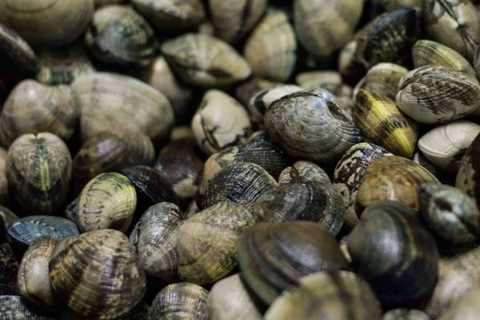 Adquirir moluscos de temporada en Lonja de Ayamonte