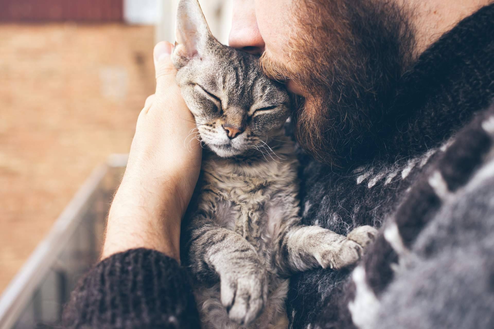 La creación de publicidad digital para encontrar gatos perdidos con mascotaperdida112.com